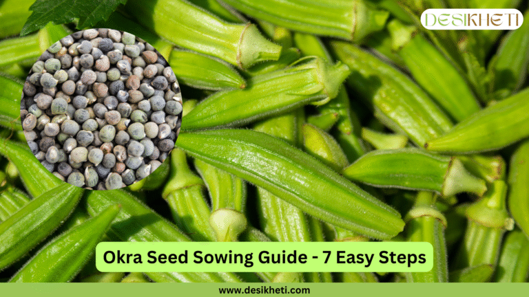 Okra Seed Sowing Guide - 7 Easy Steps. A close-up of fresh okra pods serves as the background, with a circular inset displaying okra seeds. The "DESIKHETI" logo is visible at the top right, and the website address "www.desikheti.com" is at the bottom.