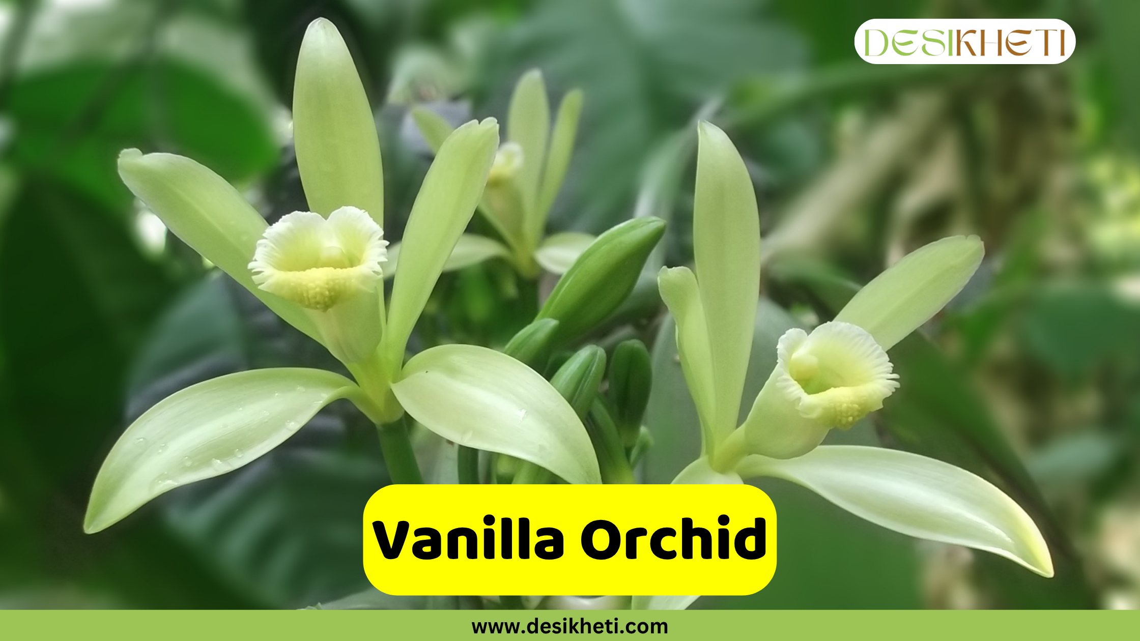 Vanilla Orchid
A close-up of two light green Vanilla Orchid blossoms with prominent yellowish-white centers, with blurred green foliage in the background. The text "Vanilla Orchid" is displayed in a yellow bar at the bottom, above "www.desikheti.com". The "DESIKHETI" logo is in the top right corner.