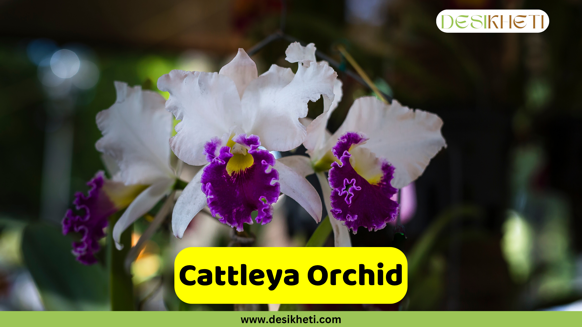 Cattleya Orchid
A close-up of a Cattleya Orchid with broad white petals and a striking fuchsia and yellow-purple ruffled lip, blooming against a dark, blurred background. The text "Cattleya Orchid" is presented in a yellow bar at the bottom, above "www.desikheti.com". The "DESIKHETI" logo is in the top right corner.