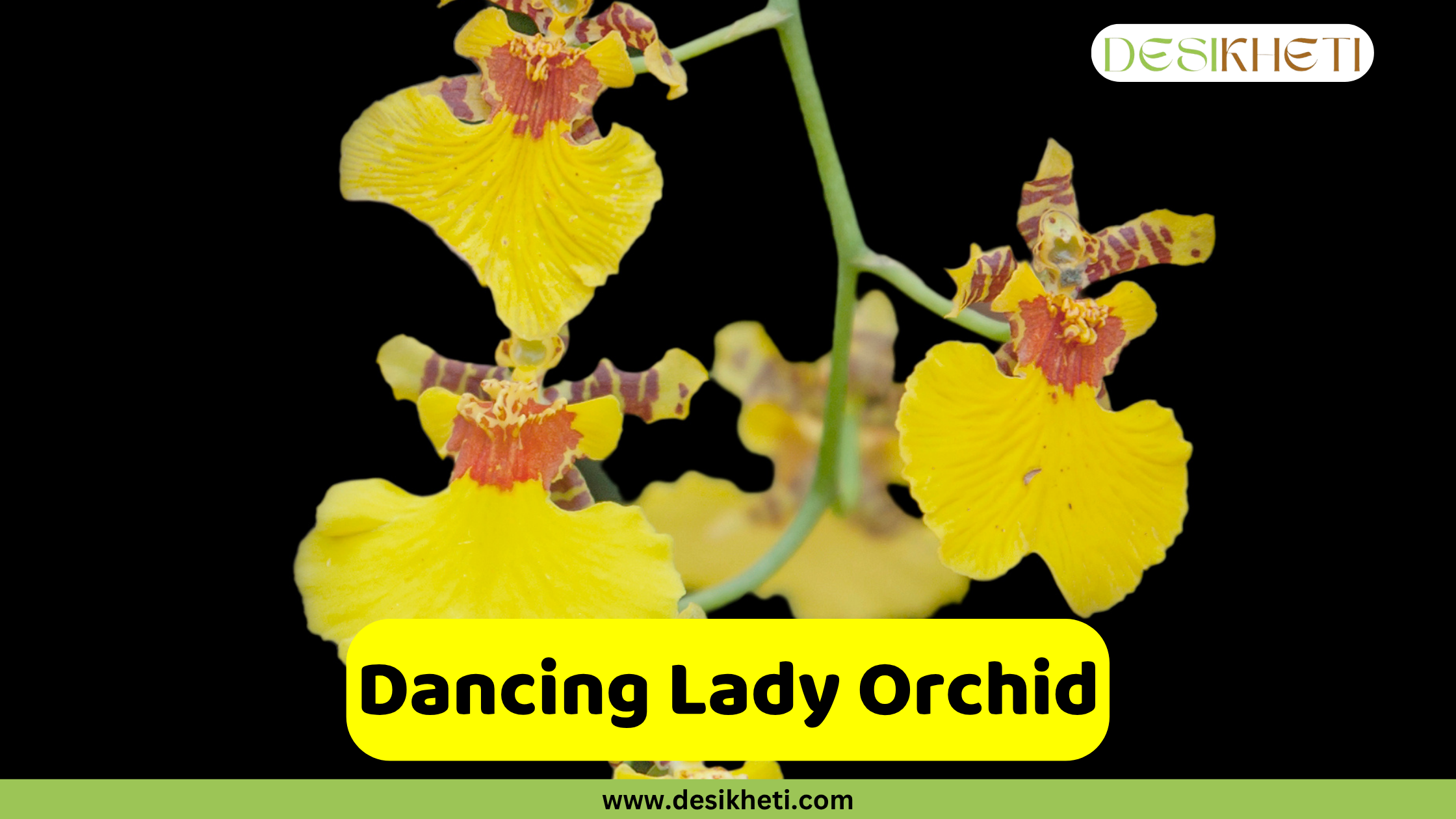 Dancing Lady Orchid
A close-up of several yellow Dancing Lady Orchids with small red and brown markings, blooming on a delicate stem against a solid black background. The text "Dancing Lady Orchid" is prominently displayed in a yellow bar at the bottom, above "www.desikheti.com". The "DESIKHETI" logo is in the top right.