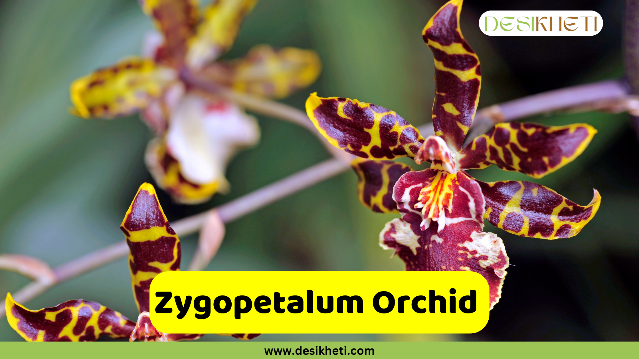 Zygopetalum Orchid A close-up of a Zygopetalum Orchid with dark reddish-brown petals striped with bright yellow and a prominent white and burgundy patterned lip, with another similar orchid blurred in the background. The text "Zygopetalum Orchid" is displayed in a yellow bar at the bottom, above "www.desikheti.com". The "DESIKHETI" logo is in the top right corner.