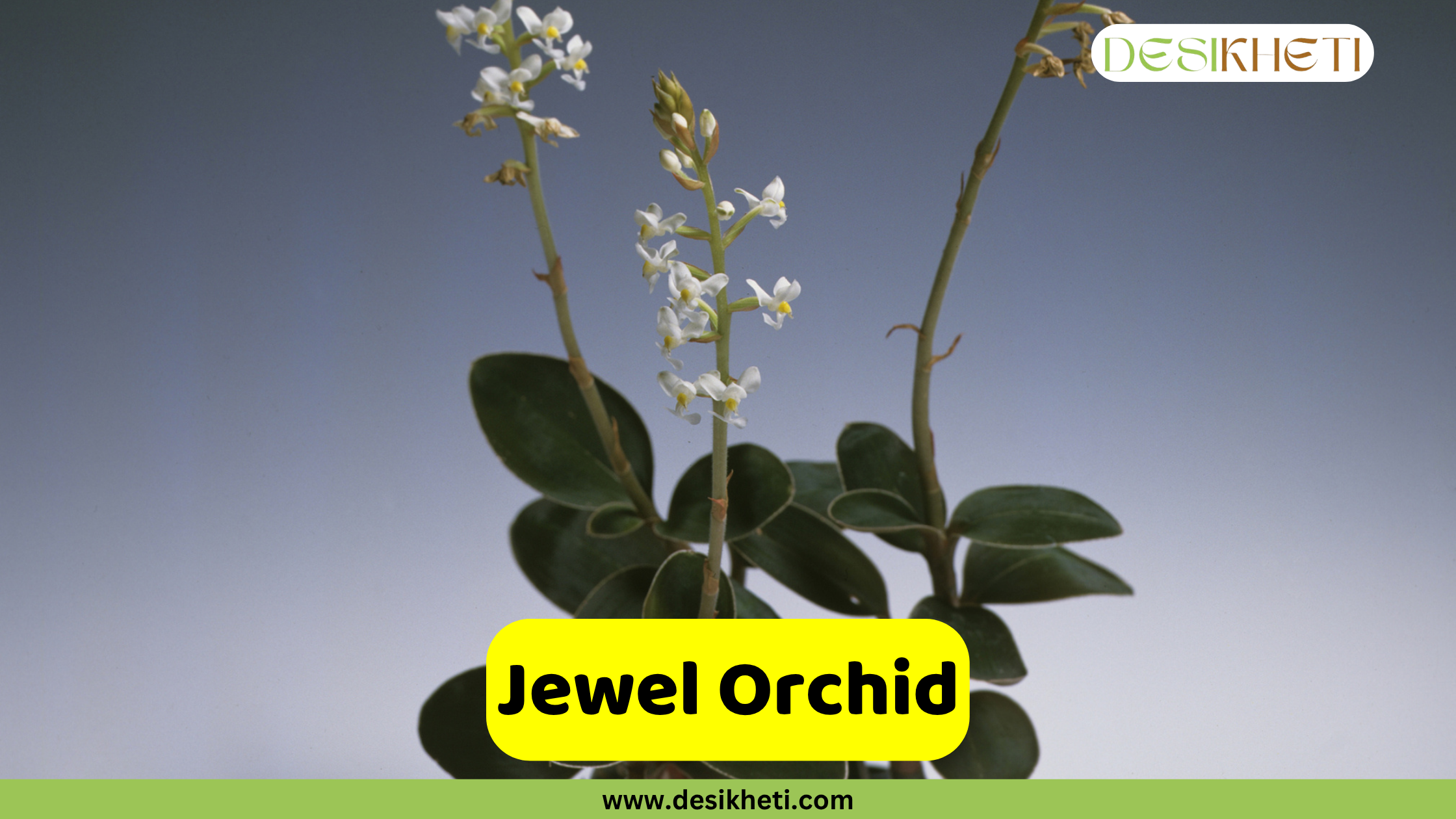 Jewel Orchid
A small Jewel Orchid plant with dark green, oval leaves and delicate white blossoms arranged on slender stems, set against a plain light grey background. The text "Jewel Orchid" is displayed in a yellow bar at the bottom, above "www.desikheti.com". The "DESIKHETI" logo is in the top right corner.