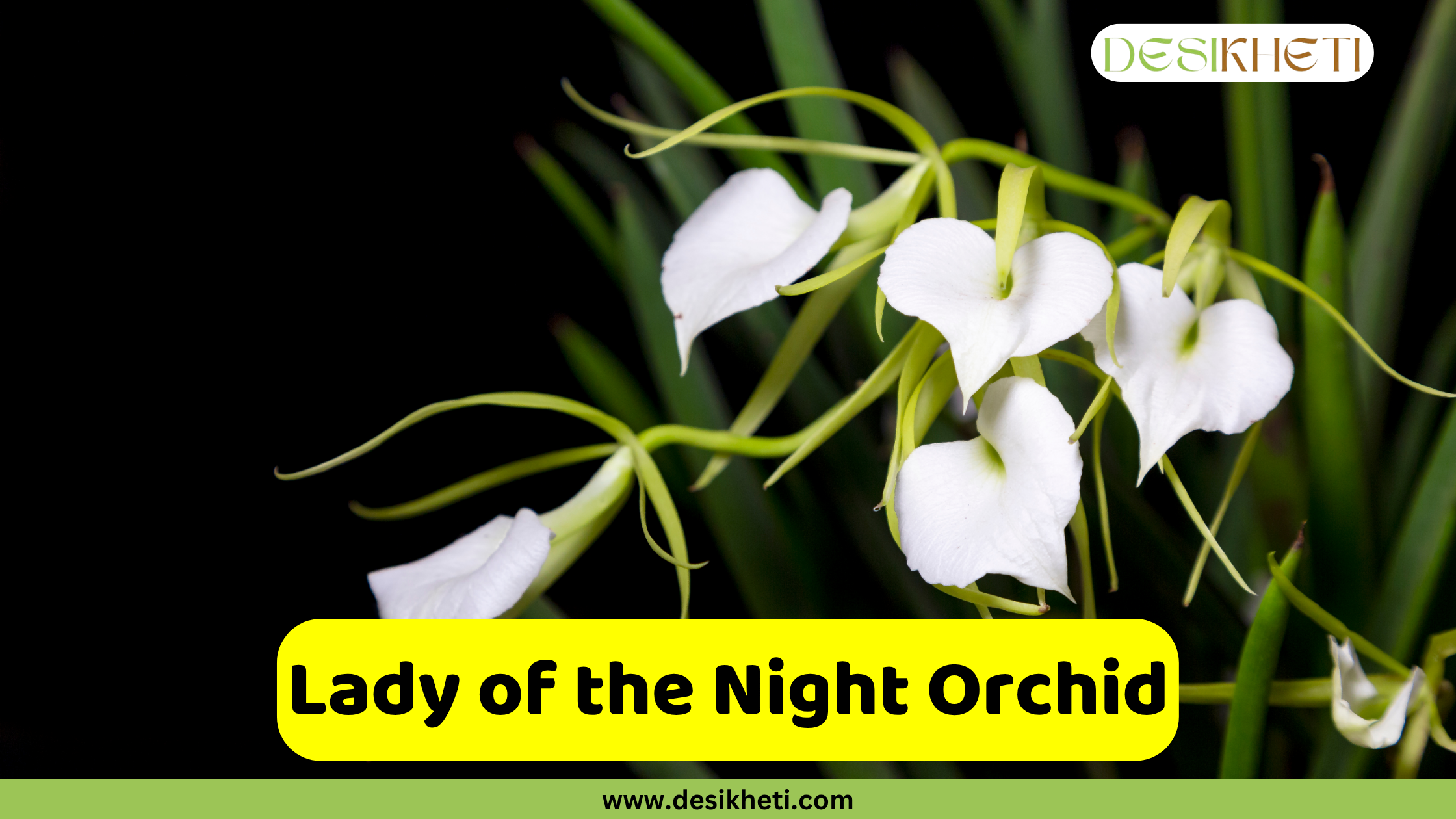 Lady of the Night Orchid
A close-up of several white Lady of the Night orchids with long, delicate petals and prominent white lips, arranged against a dark background. The text "Lady of the Night Orchid" is displayed in a yellow bar at the bottom, above "www.desikheti.com". The "DESIKHETI" logo is in the top right.