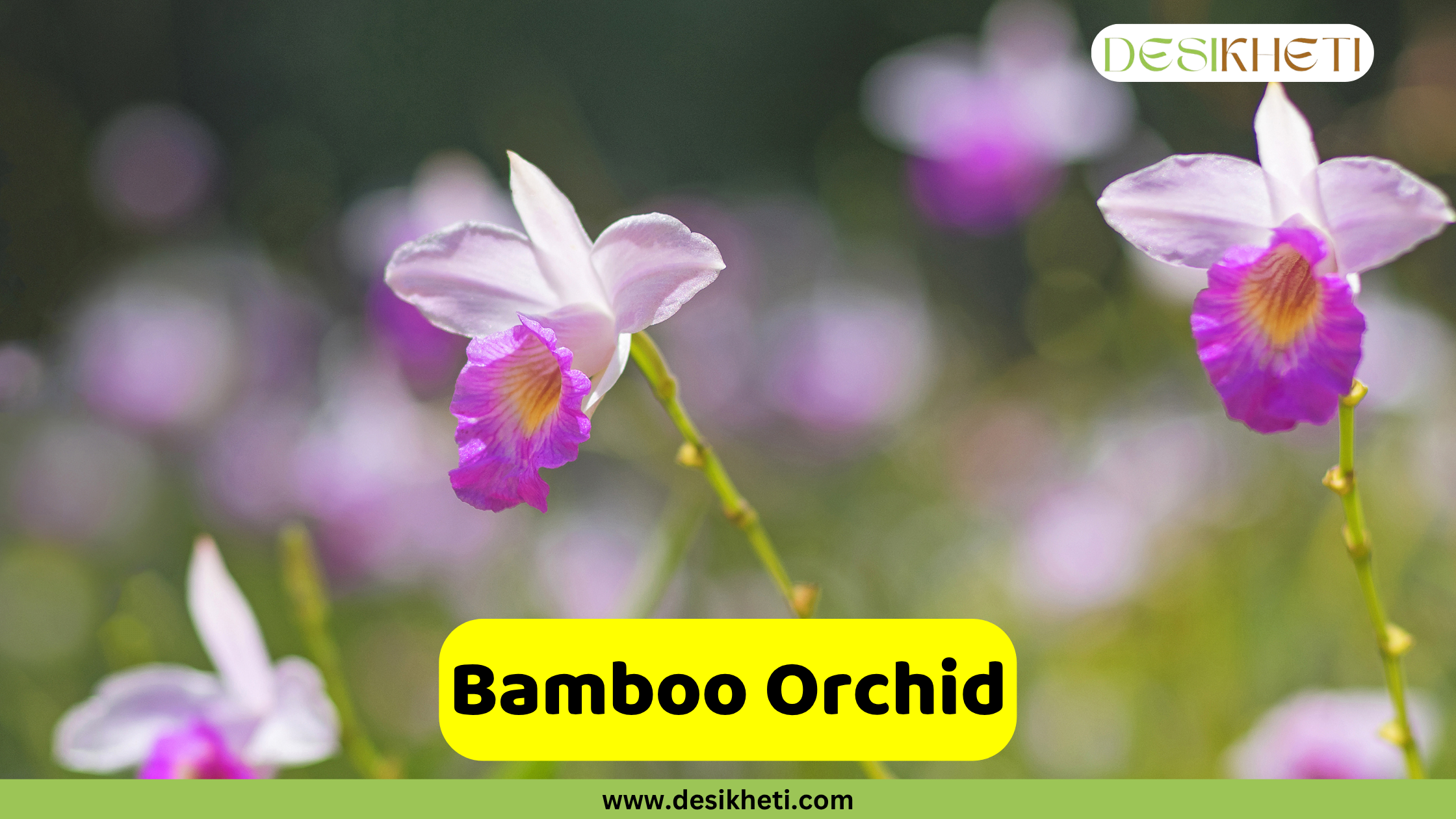 Bamboo Orchid
A close-up of several Bamboo Orchids with delicate light purple and white petals and vibrant fuchsia and yellow centers, blooming on slender green stems against a blurred green background. The text "Bamboo Orchid" is prominently displayed in a yellow bar at the bottom, above "www.desikheti.com". The "DESIKHETI" logo is in the top right.