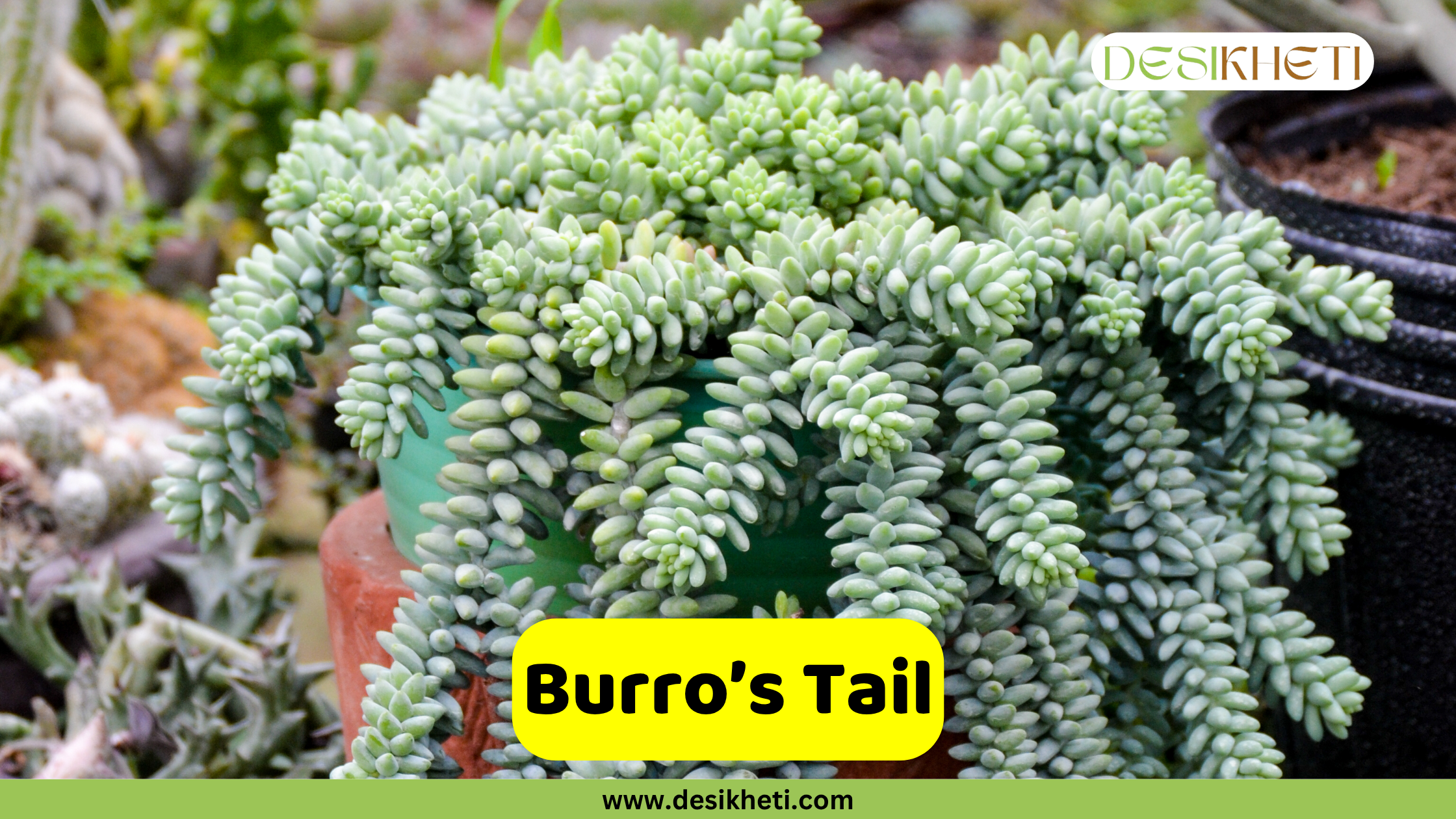 A lush Burro's Tail succulent plant, with its distinctive long, trailing stems covered in plump, blue-green leaves, spills out of a green pot. The text "Burro's Tail" is prominently displayed on a yellow banner at the bottom of the image, with "DESIKHETI" logo at the top right corner and "www.desikheti.com" at the bottom center.