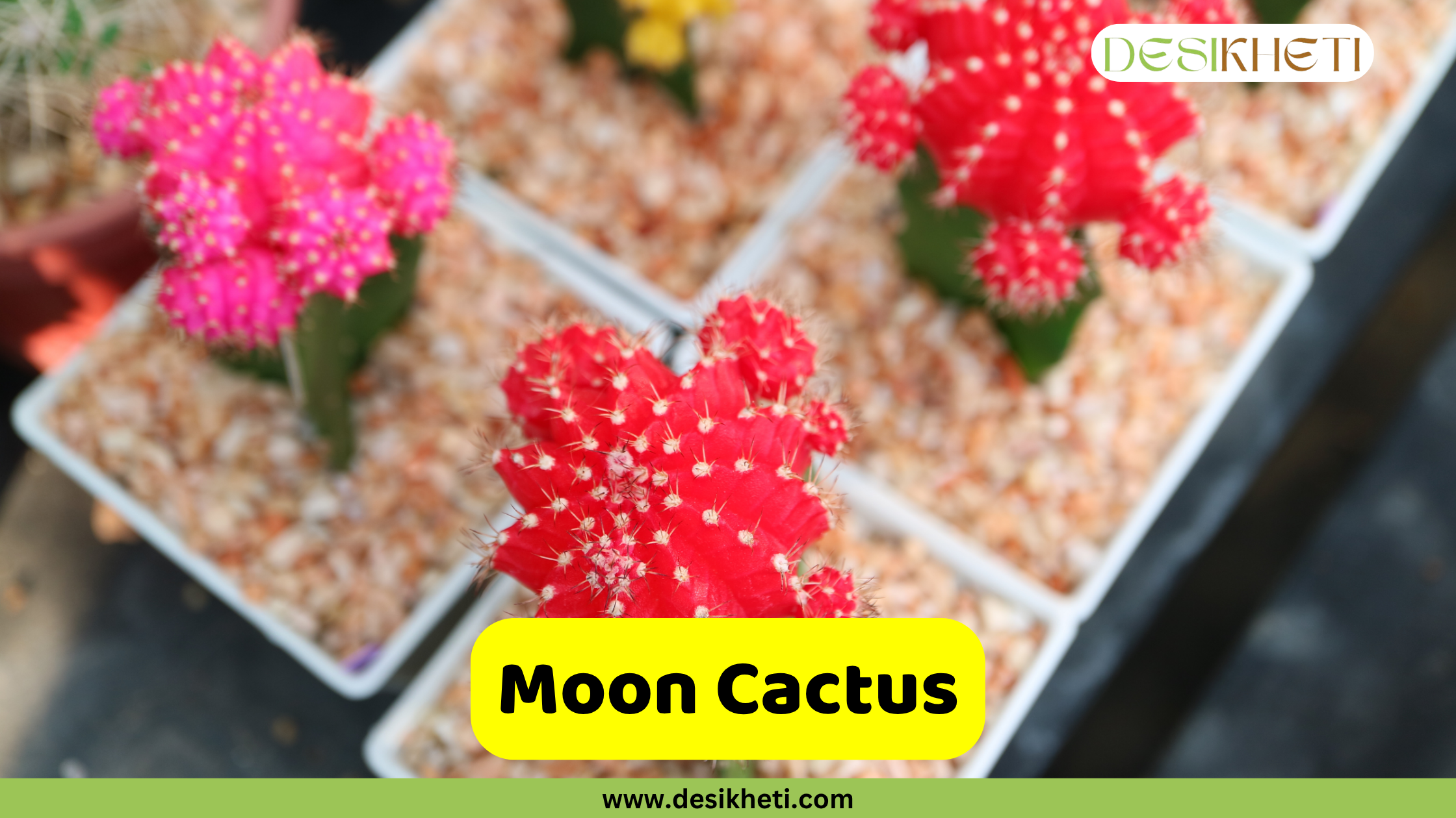 
A close-up view of several Moon Cactus (Gymnocalycium mihanovichii) plants, each with a brightly colored, globose top grafted onto a green rootstock. The dominant plant in the foreground has a vivid red top, while a pink one is visible in the background. They are planted in white square pots filled with light-colored gravel. The text "Moon Cactus" is displayed on a yellow banner at the bottom center of the image. The "DESIKHETI" logo is visible in the top right corner, and "www.desikheti.com" is displayed at the very bottom center.