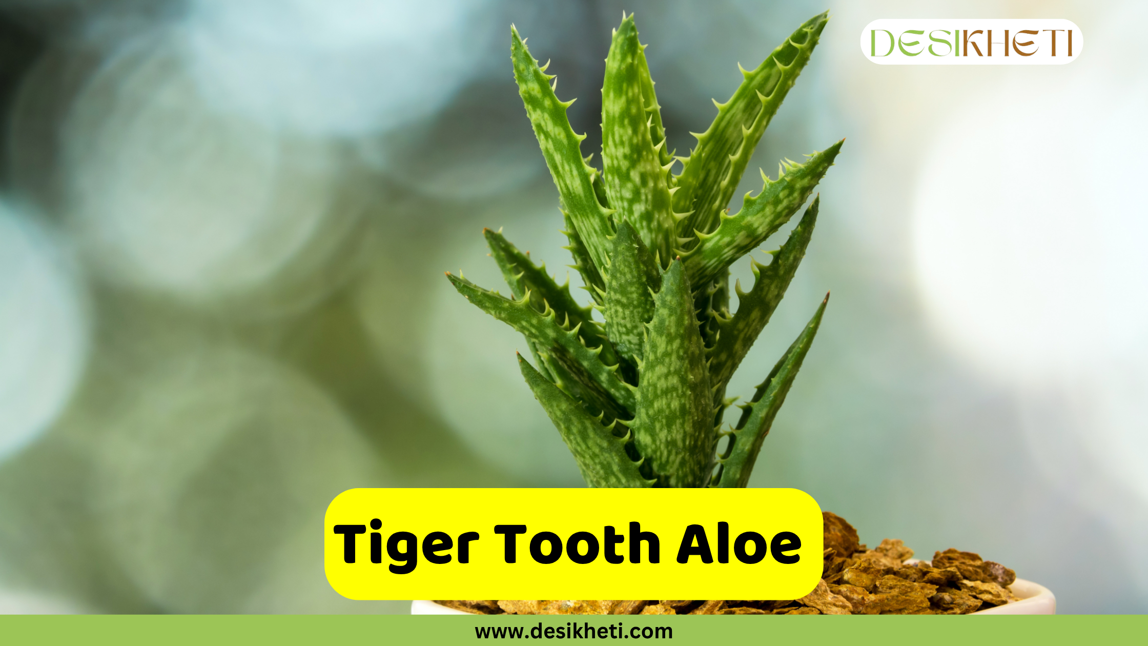 
A close-up of a potted Tiger Tooth Aloe (Aloe juvenna), showcasing its distinctive triangular, serrated leaves with light green spots and spiky edges. The plant is in a pot with a brown rocky top dressing, against a softly blurred green and white background. The text "Tiger Tooth Aloe" is displayed on a yellow banner at the bottom center of the image. The "DESIKHETI" logo is visible in the top right corner, and "www.desikheti.com" is displayed at the very bottom center.