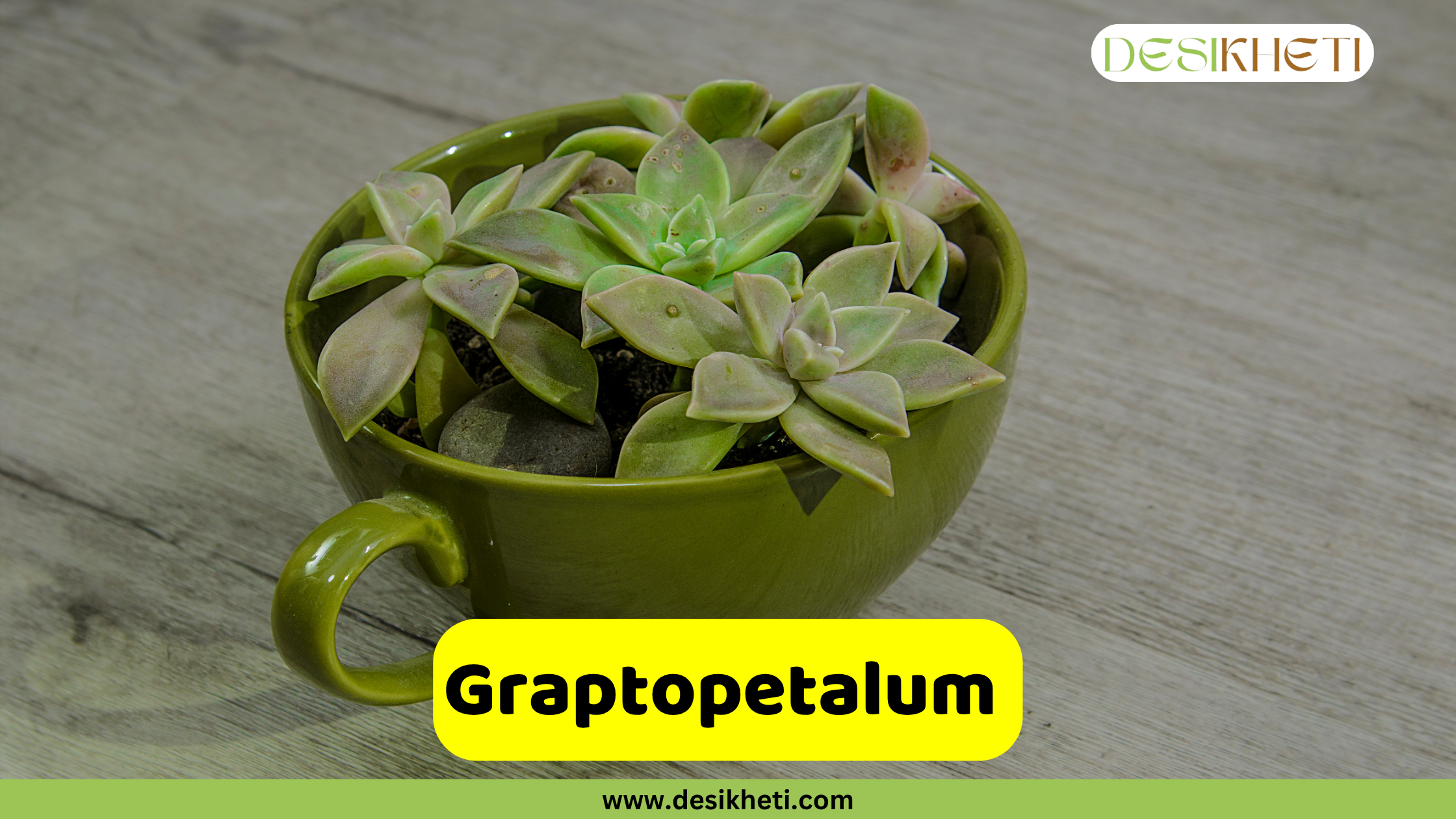 
A charming arrangement of Graptopetalum succulents, forming rosettes of plump, pale green leaves with reddish edges, are nestled within a green ceramic teacup that serves as a planter. The teacup sits on a light wooden surface. The text "Graptopetalum" is displayed on a yellow banner at the bottom center of the image. The "DESIKHETI" logo is visible in the top right corner, and "www.desikheti.com" is displayed at the very bottom center.