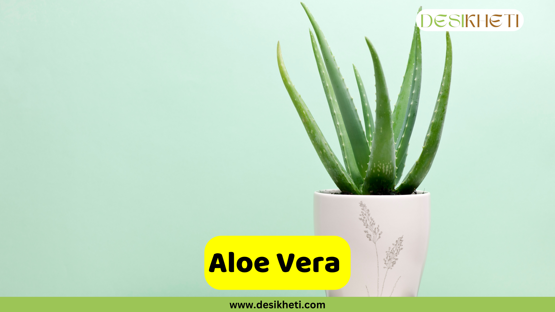 A healthy Aloe Vera plant with its distinctive thick, fleshy, upright green leaves, is potted in a white ceramic container adorned with a subtle floral design. The pot is positioned against a plain light green background. The text "Aloe Vera" is displayed on a yellow banner at the bottom center of the image. The "DESIKHETI" logo is visible in the top right corner, and "www.desikheti.com" is displayed at the very bottom center.