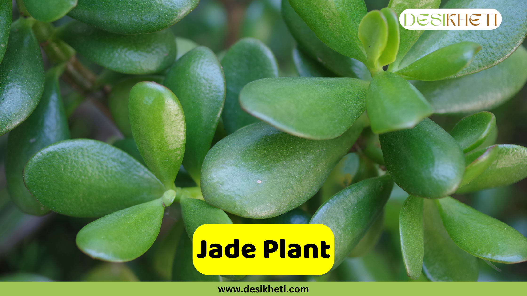 
A close-up of a Jade Plant (Crassula ovata) with its distinctive thick, glossy, oval-shaped green leaves. The leaves are densely packed along the stems, characteristic of this popular succulent. The text "Jade Plant" is displayed on a yellow banner at the bottom center of the image. The "DESIKHETI" logo is visible in the top right corner, and "www.desikheti.com" is displayed at the very bottom center.