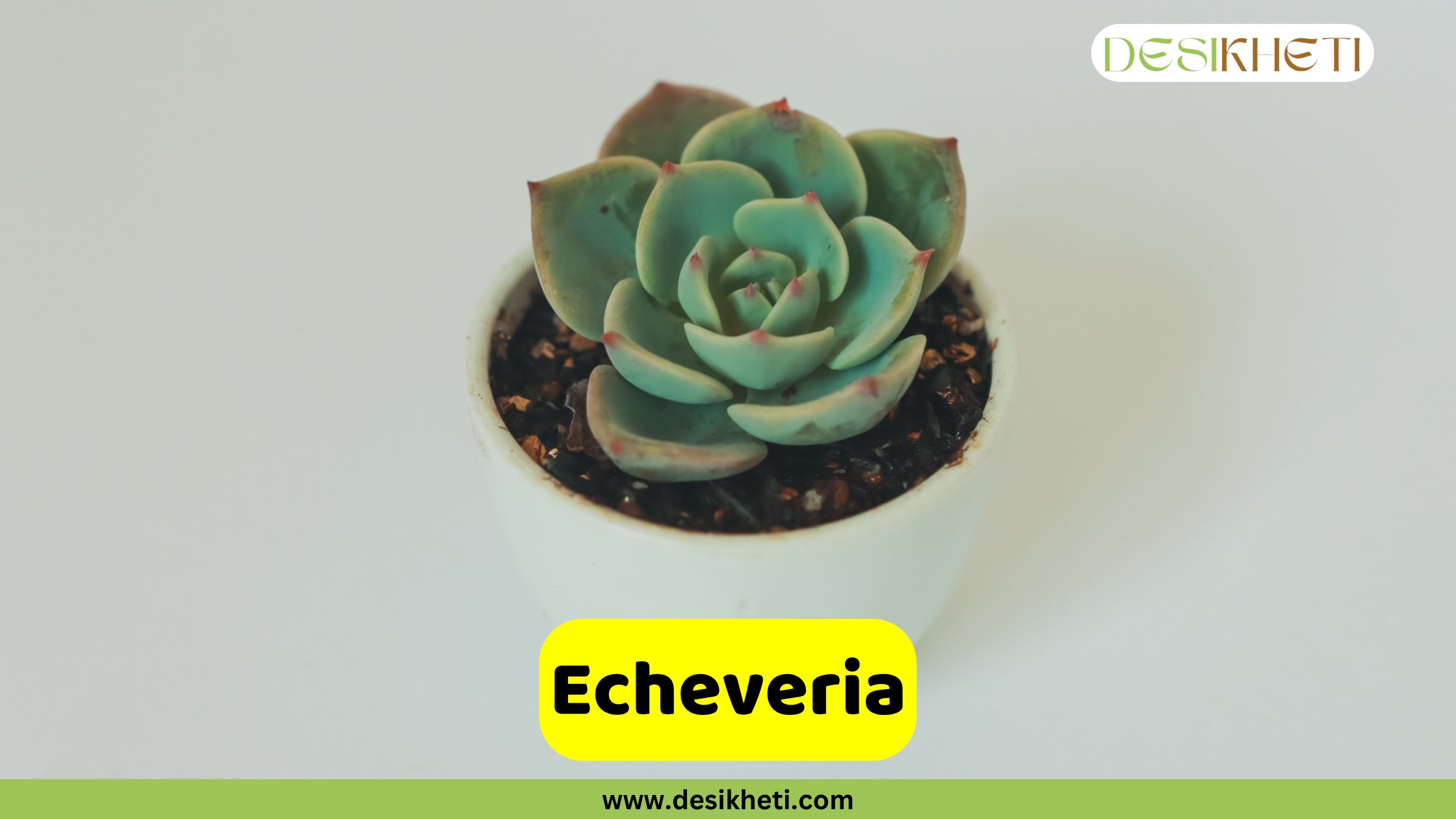 
A vibrant Echeveria succulent plant, known for its beautiful rosette shape, is presented in a small white pot. Its thick, fleshy leaves are a pale blue-green with reddish tips, arranged in a tight spiral. The plant is set against a simple white background. The text "Echeveria" is displayed on a yellow banner at the bottom center of the image. The "DESIKHETI" logo is visible in the top right corner, and "www.desikheti.com" is displayed at the very bottom center.