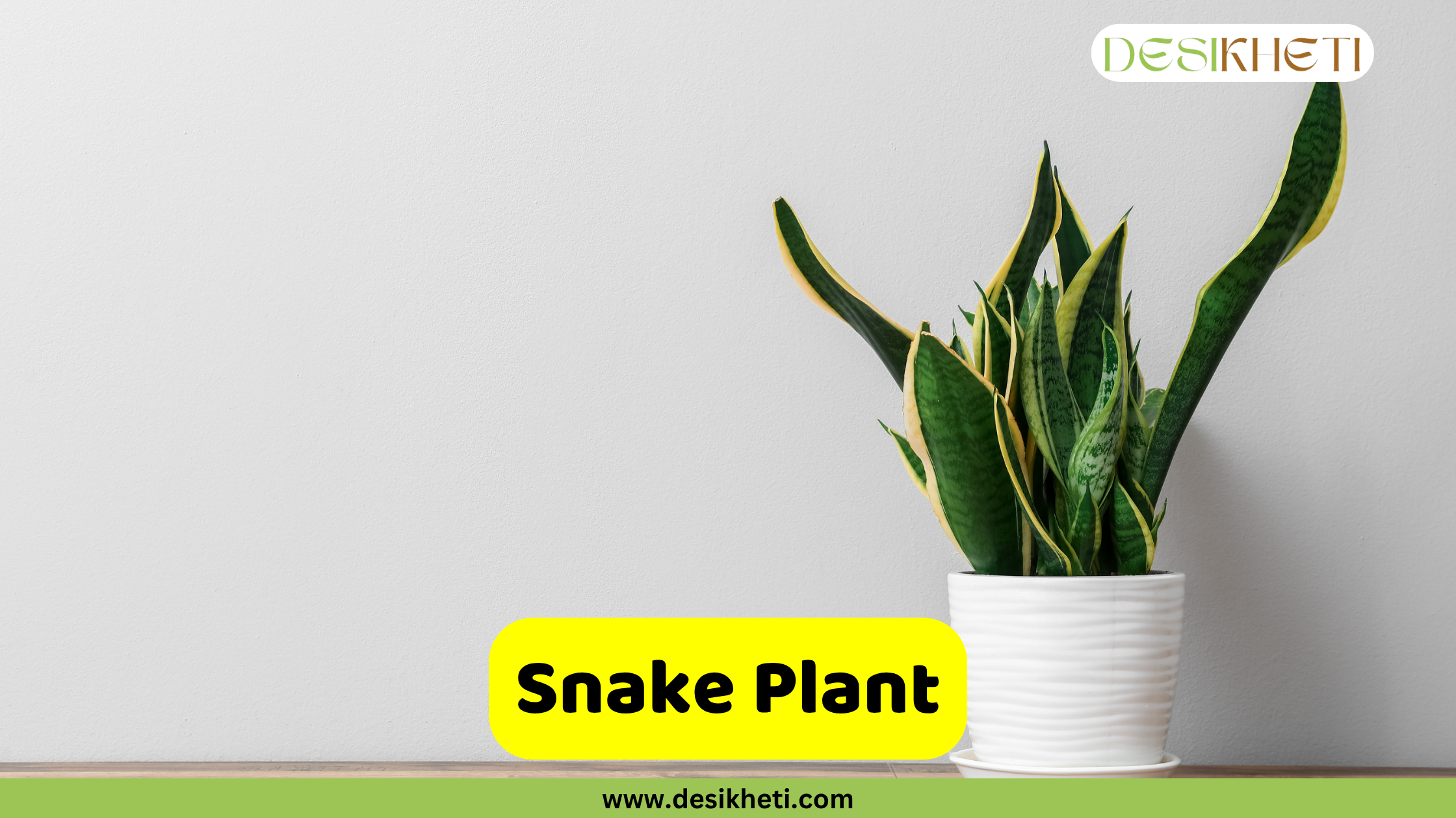 
A vibrant Snake Plant, also known as Sansevieria trifasciata, stands in a white ribbed pot against a plain light gray wall. Its striking sword-like leaves are variegated with dark green centers and bright yellow margins. The text "Snake Plant" is written on a yellow banner at the bottom center of the image. The "DESIKHETI" logo is visible in the top right corner, and "www.desikheti.com" is displayed at the very bottom center.