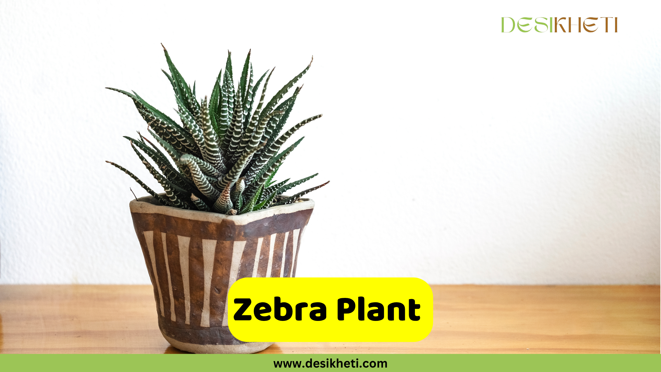 
A close-up of a vibrant Zebra Plant (Haworthia fasciata) in a rustic brown and white striped pot, set against a plain white background and resting on a light wooden surface. The plant's distinctive dark green leaves feature prominent white horizontal stripes. The text "Zebra Plant" is displayed on a yellow banner at the bottom center of the image. The "DESIKHETI" logo is visible in the top right corner, and "www.desikheti.com" is displayed at the very bottom center.