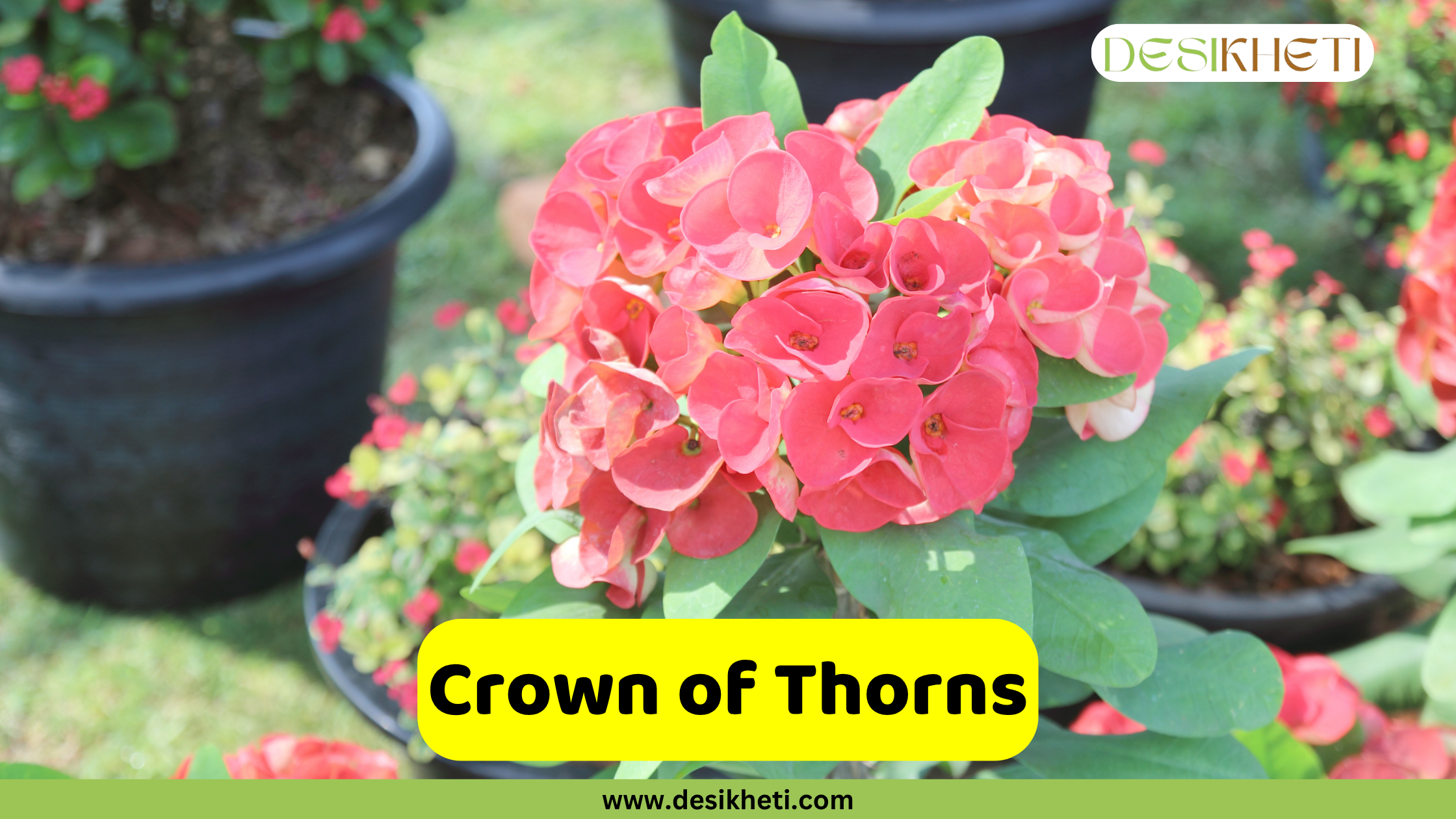 
A close-up of a vibrant Crown of Thorns (Euphorbia milii) plant showcases a cluster of bright pink-red bracts and green leaves. The plant is set amidst other potted plants and green grass, suggesting a garden or nursery setting. The text "Crown of Thorns" is displayed on a yellow banner at the bottom center of the image. The "DESIKHETI" logo is visible in the top right corner, and "www.desikheti.com" is displayed at the very bottom center.