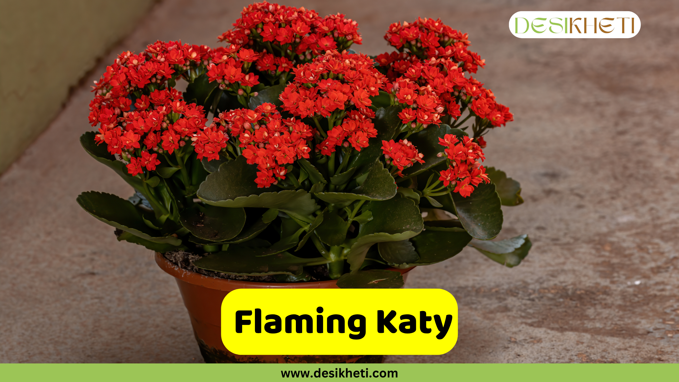 
A potted Flaming Katy (Kalanchoe blossfeldiana) plant displays a vibrant burst of small, densely packed red flowers against its glossy green leaves. The pot sits on a concrete surface, with a blurred natural background. The text "Flaming Katy" is displayed on a yellow banner at the bottom center of the image. The "DESIKHETI" logo is visible in the top right corner, and "www.desikheti.com" is displayed at the very bottom center.