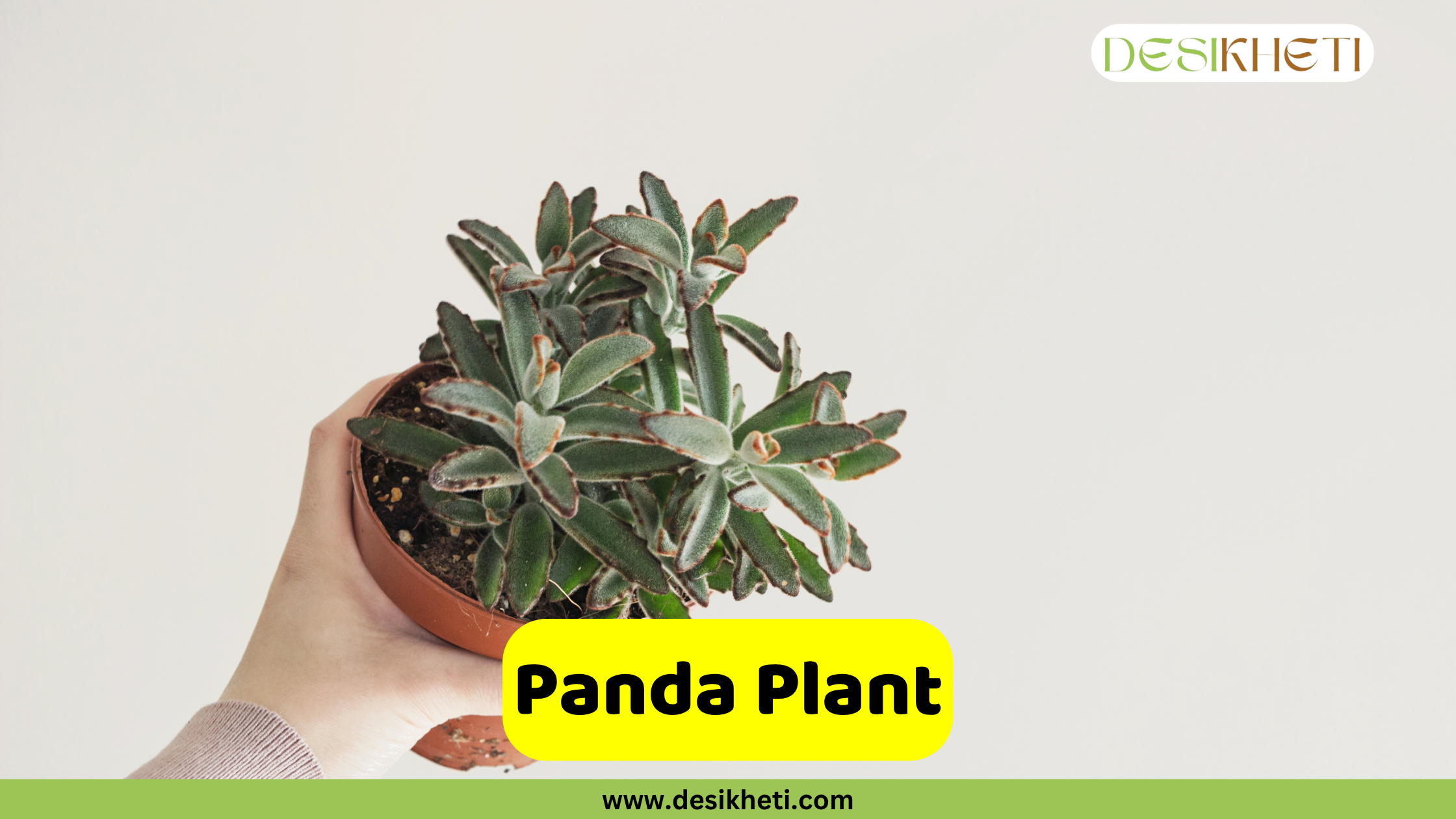 
A hand holds a potted Panda Plant (Kalanchoe tomentosa), a succulent with fuzzy, silvery-green leaves tipped with reddish-brown edges. The plant is set against a plain white background. The text "Panda Plant" is displayed on a yellow banner at the bottom center of the image. The "DESIKHETI" logo is visible in the top right corner, and "www.desikheti.com" is displayed at the very bottom center.