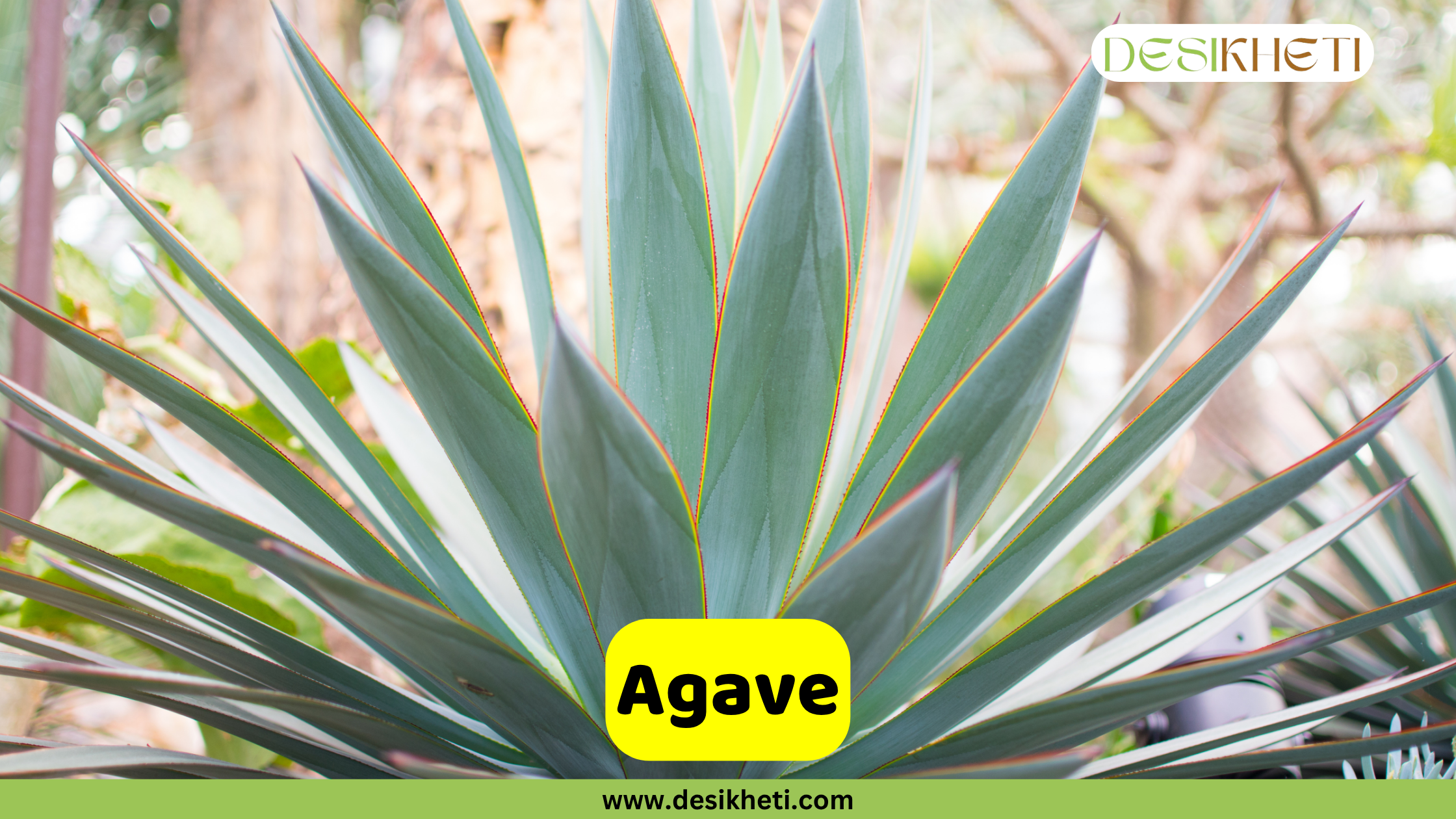 
A striking Agave plant with its broad, stiff, blue-green leaves tapering to sharp points. The leaves have distinctive reddish-brown margins. The plant is centered in the frame, with a blurred background of other greenery. The text "Agave" is displayed on a yellow banner at the bottom center of the image. The "DESIKHETI" logo is visible in the top right corner, and "www.desikheti.com" is displayed at the very bottom center.