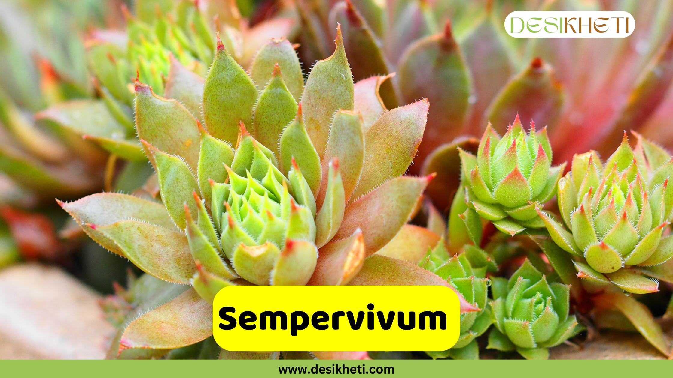 
A close-up view of several Sempervivum succulents, also known as Houseleeks or Hens and Chicks. The rosettes of fleshy leaves display a gradient of green to reddish-brown tips. Smaller "chicks" are visible around the larger "hens," indicating active growth. The text "Sempervivum" is displayed on a yellow banner at the bottom center of the image. The "DESIKHETI" logo is visible in the top right corner, and "www.desikheti.com" is displayed at the very bottom center.