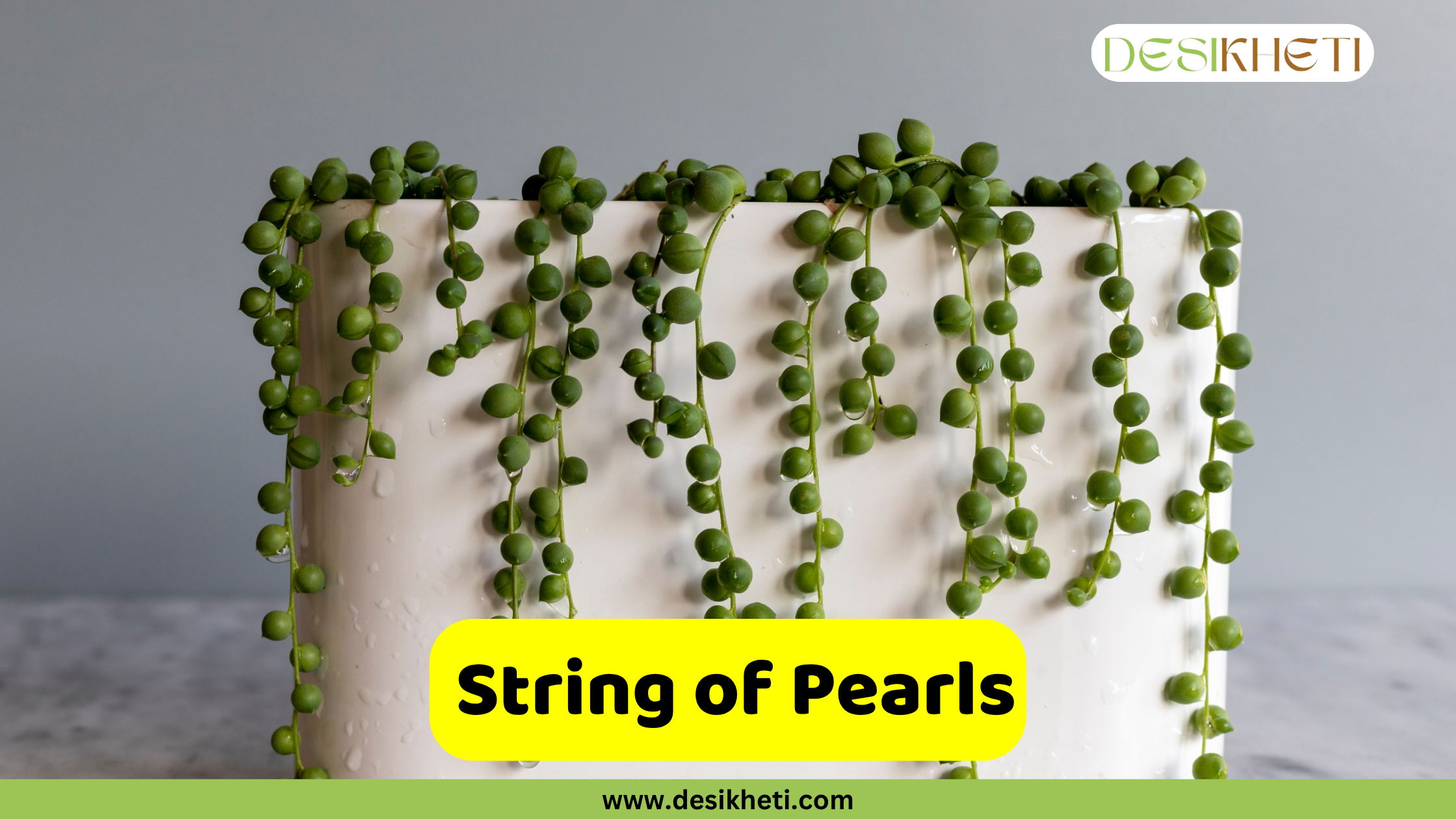 
A beautiful String of Pearls (Senecio rowleyanus) succulent plant with its distinctive pea-shaped leaves cascading over the sides of a white rectangular pot. The plant is set against a plain gray background. The text "String of Pearls" is displayed on a yellow banner at the bottom center of the image. The "DESIKHETI" logo is visible in the top right corner, and "www.desikheti.com" is displayed at the very bottom center.