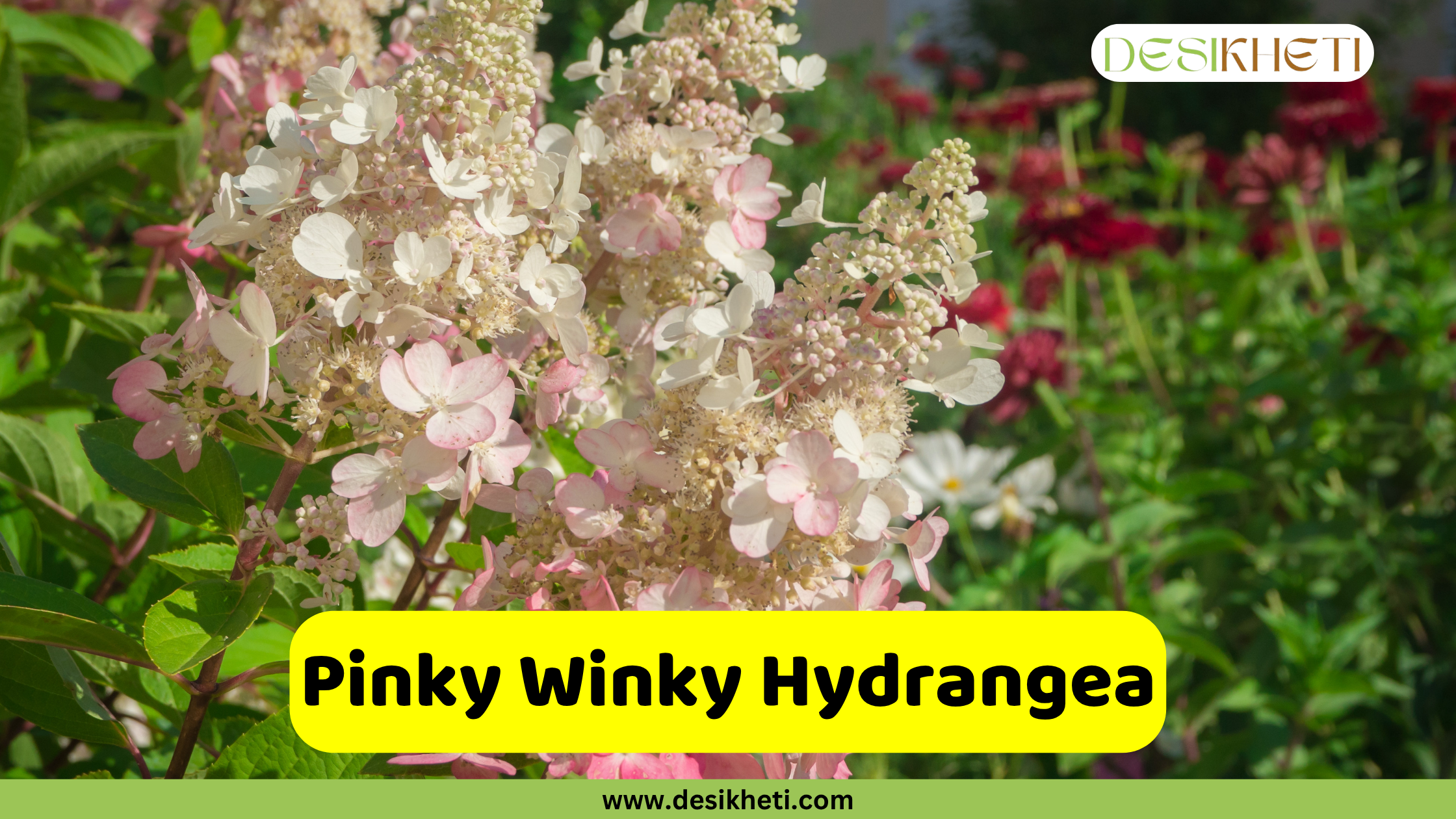A cluster of Pinky Winky Hydrangea blooms displaying a mix of white and pink hues, with a background of green foliage and hints of red flowers. A yellow banner with rounded corners is centered at the bottom, featuring the text "Pinky Winky Hydrangea." Below this, "www.desikheti.com" is displayed. The Desikheti logo is in the top right corner.