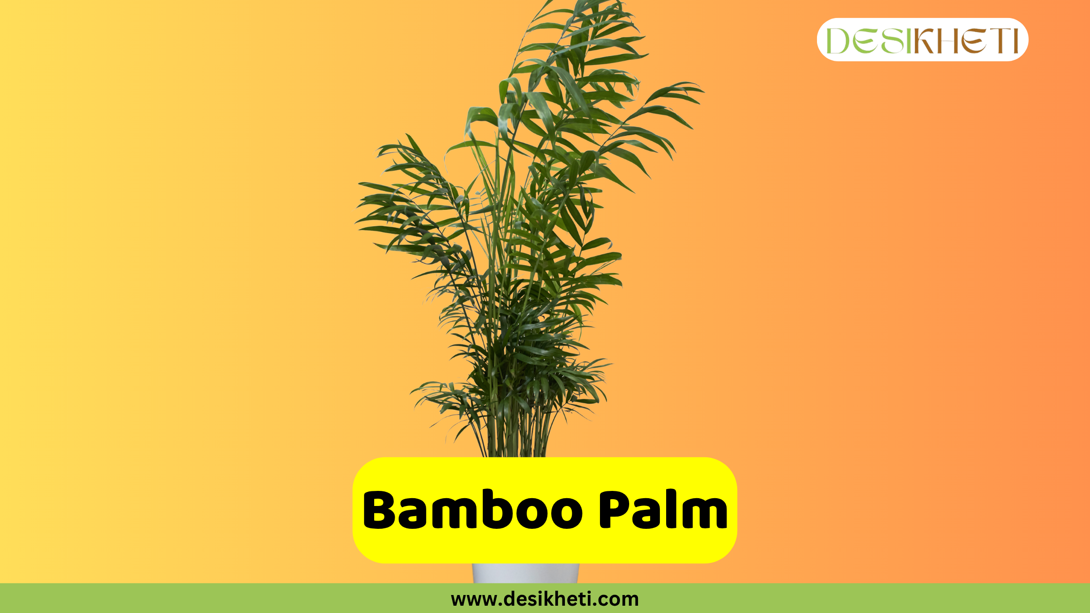 Bamboo Palm
A potted Bamboo Palm (Chamaedorea seifrizii) with slender green fronds extending upwards, set against a warm, gradient background transitioning from yellow to orange. The "DESIKHETI" logo is in the top right corner. A yellow banner at the bottom reads "Bamboo Palm" with "www.desikheti.com" below it.