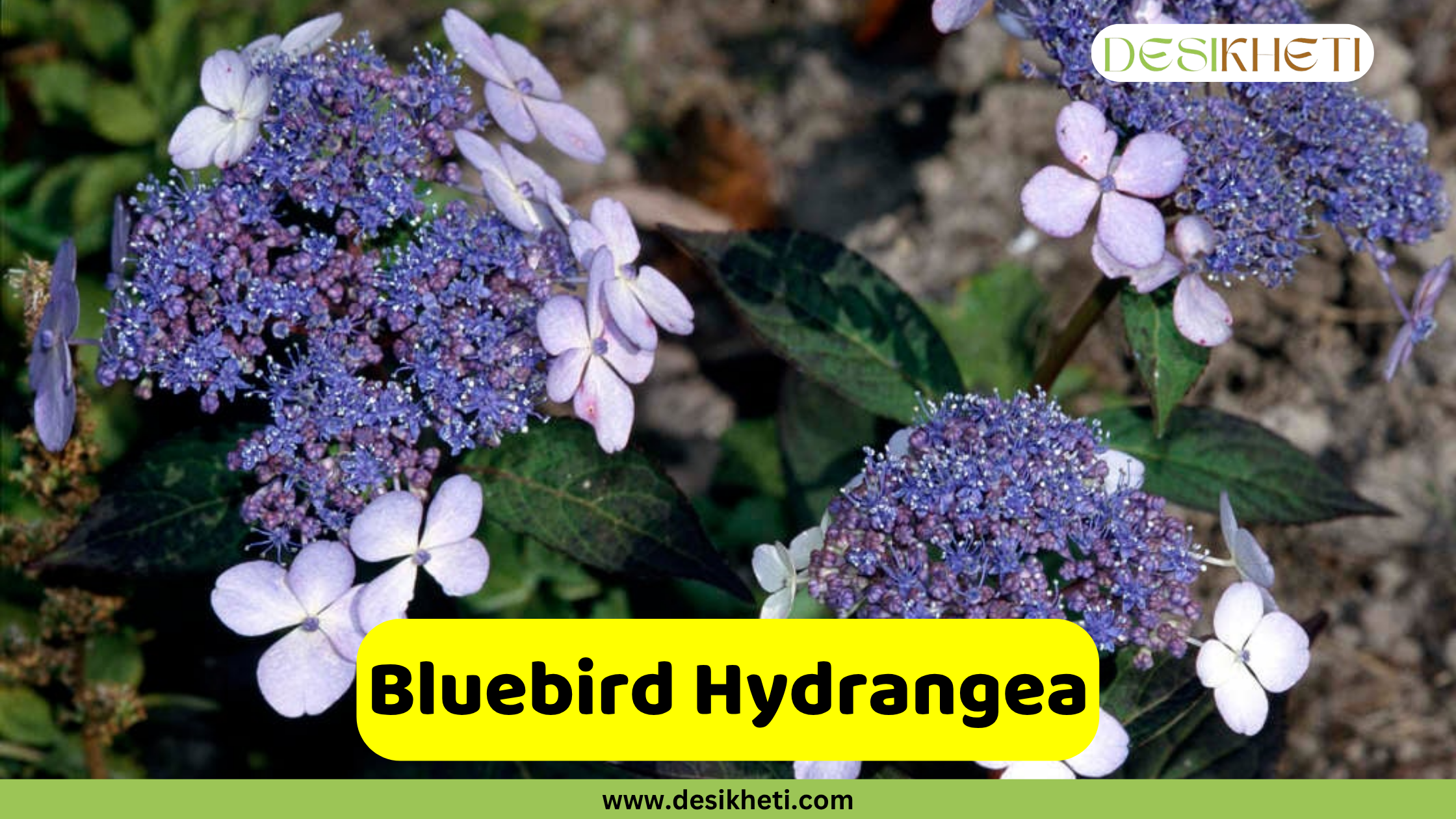 
A close-up of Bluebird Hydrangea blooms, featuring delicate lavender-blue florets surrounding a denser center of darker blue buds, set against a dark, earthy background. A yellow banner with rounded corners is centered at the bottom, featuring the text "Bluebird Hydrangea." Below this, "www.desikheti.com" is displayed. The Desikheti logo is in the top right corner.