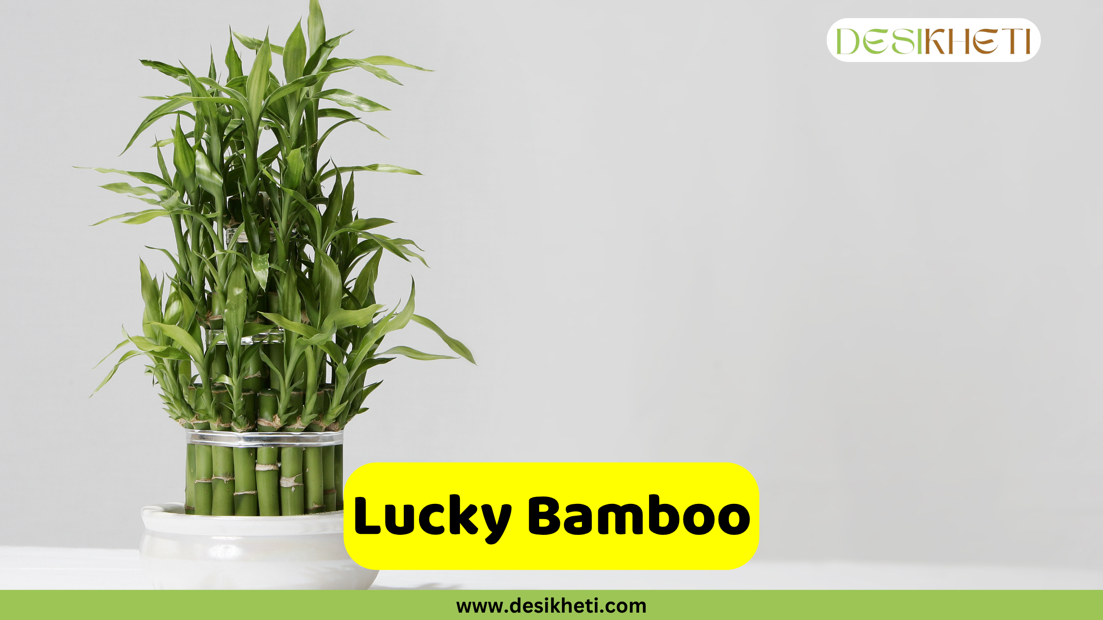 Lucky Bamboo
A cluster of green Lucky Bamboo stalks (Dracaena sanderiana) arranged and tied together, with leafy growth at the top, presented in a white pot against a plain light grey background. The "DESIKHETI" logo is in the top right corner. A yellow banner is near the bottom right, reading "Lucky Bamboo," with "www.desikheti.com" below it.