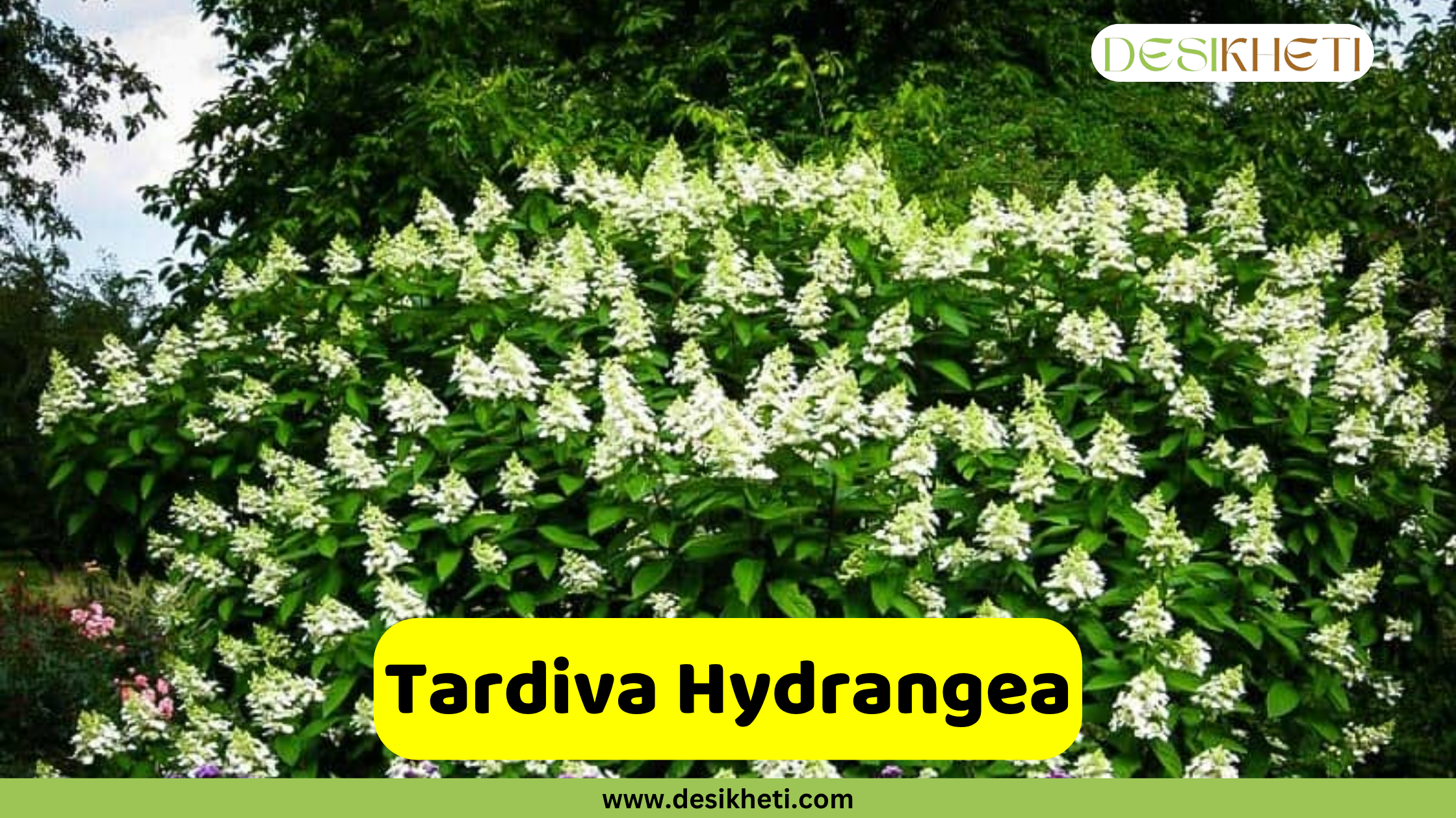 
A wide shot of a Tardiva Hydrangea bush covered in numerous white, cone-shaped blooms, with lush green foliage forming the backdrop. A yellow banner with rounded corners is centered at the bottom, featuring the text "Tardiva Hydrangea." Below this, "www.desikheti.com" is displayed. The Desikheti logo is in the top right corner.