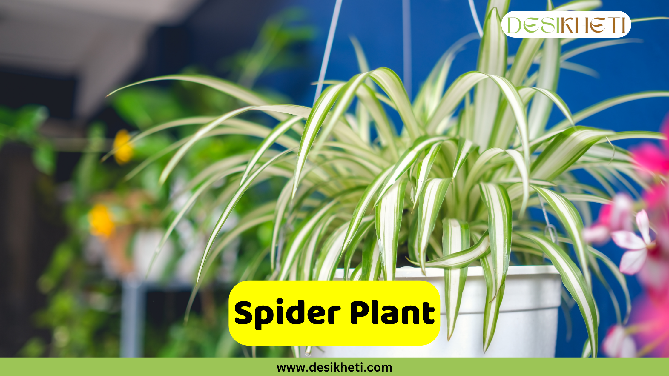 spider plant
A vibrant spider plant (Chlorophytum comosum) with its characteristic arching, variegated green and white leaves, displayed in a white hanging planter. The background is blurred, showing hints of other green and pink plants against a blue wall. The "DESIKHETI" logo is in the top right corner. A yellow banner near the bottom reads "Spider Plant" with "www.desikheti.com" below it.
