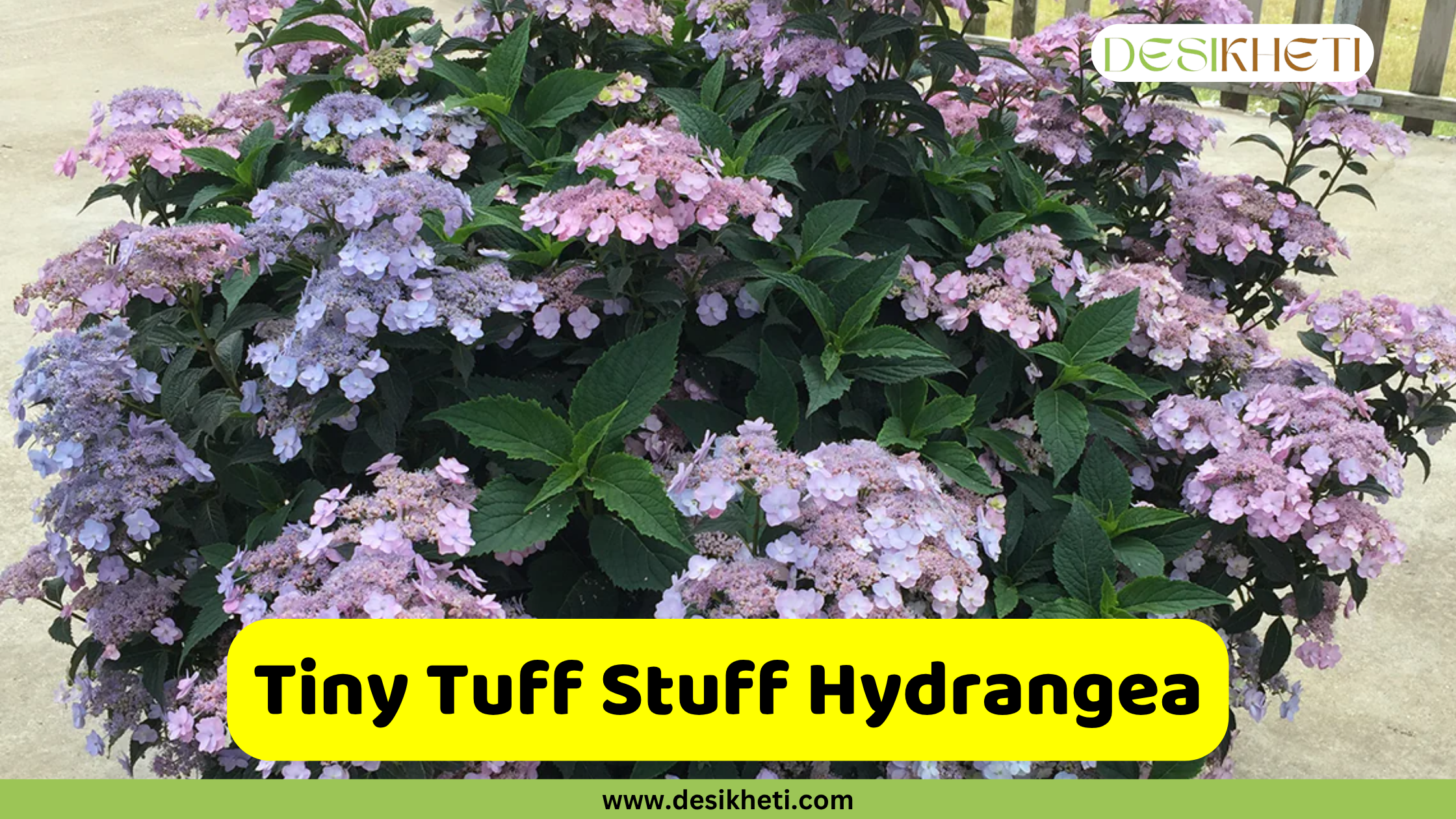 
A vibrant Tiny Tuff Stuff Hydrangea bush displaying a mix of pink and purple blooms with dark green leaves, set in an outdoor garden. A yellow banner with rounded corners is centered at the bottom, featuring the text "Tiny Tuff Stuff Hydrangea." Below this, "www.desikheti.com" is displayed. The Desikheti logo is in the top right corner.