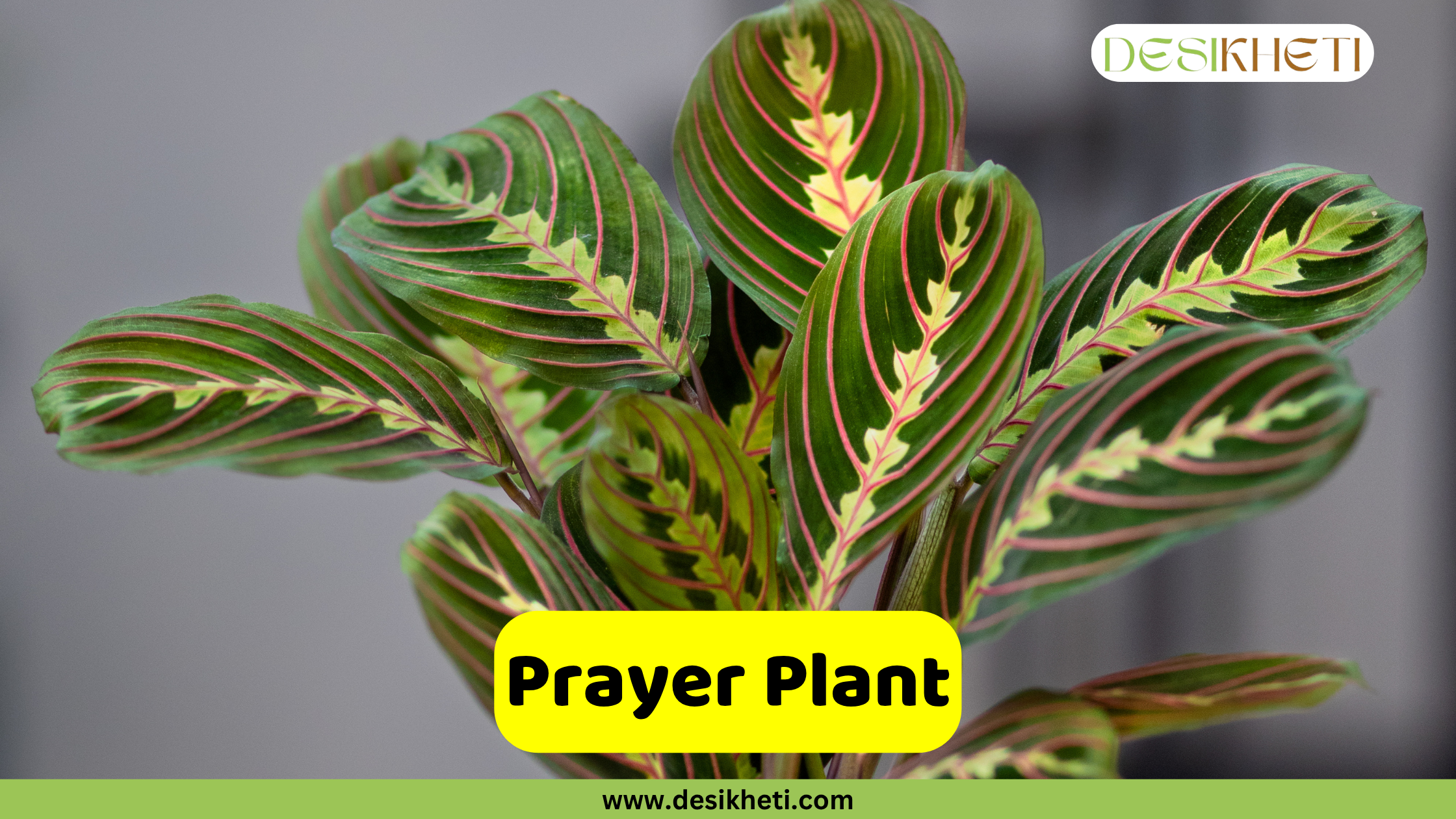 Prayer Plant
A close-up of a Prayer Plant (Maranta leuconeura) showcasing its distinctive oval leaves with intricate patterns of dark green, light green, and prominent red veins. The "DESIKHETI" logo is in the top right corner. A yellow banner near the bottom reads "Prayer Plant" with "www.desikheti.com" below it.