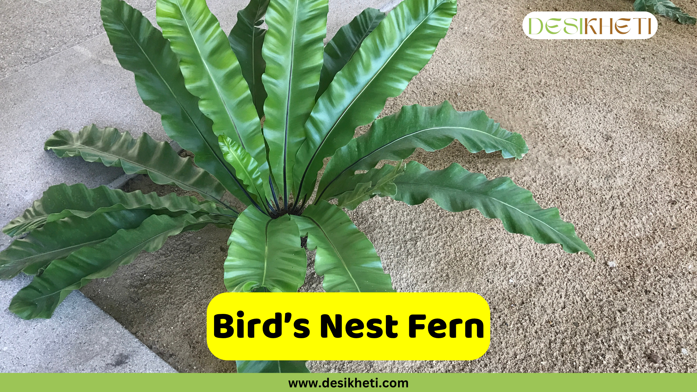 Bird's Nest Fern
A top-down view of a Bird's Nest Fern (Asplenium nidus) with its broad, wavy, bright green fronds unfurling from a central rosette, planted in a sandy or gravelly ground. The "DESIKHETI" logo is in the top right corner. A yellow banner near the bottom reads "Bird's Nest Fern" with "www.desikheti.com" below it.