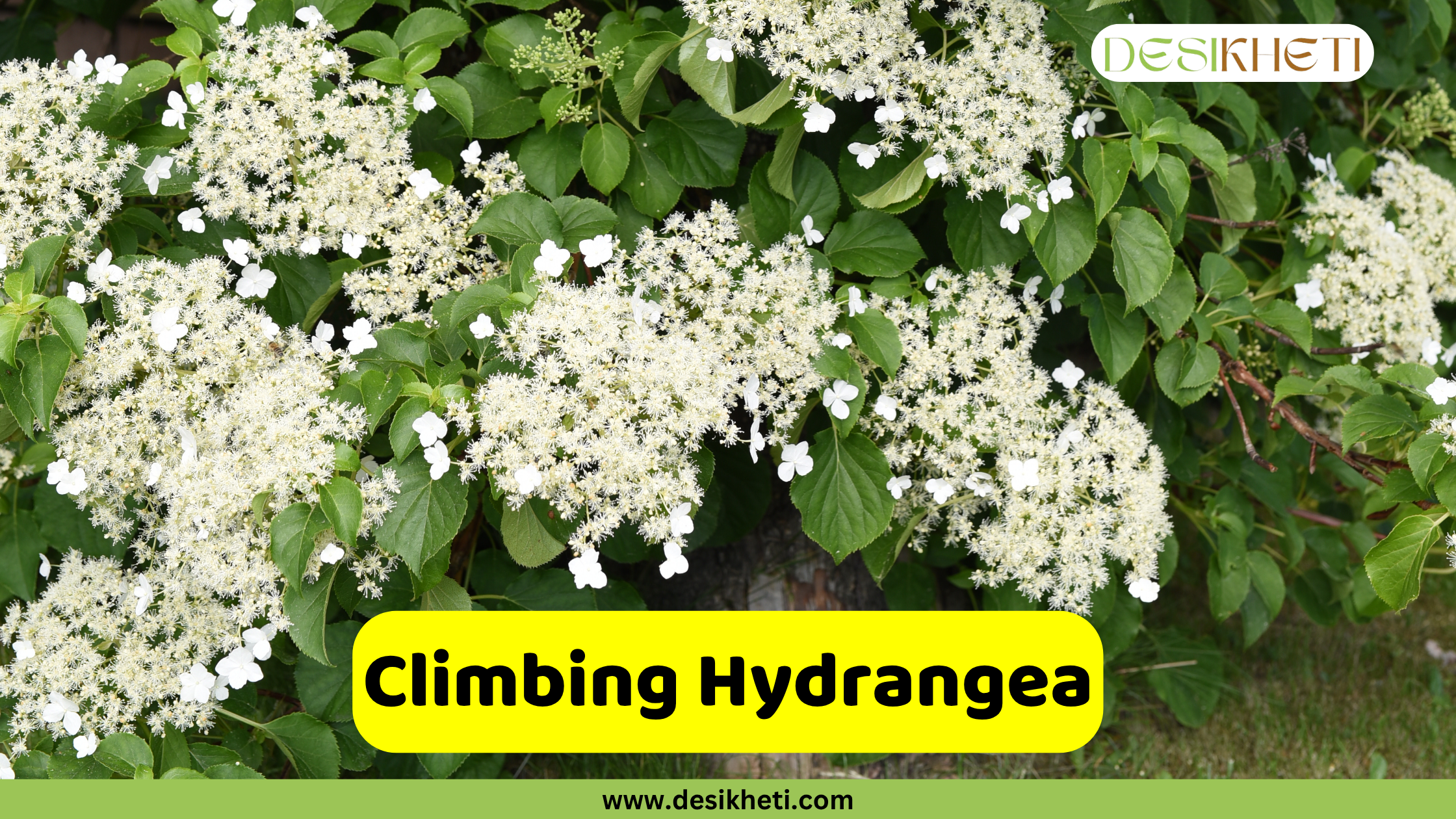A detailed view of a Climbing Hydrangea vine, showcasing its delicate white lacecap flowers and lush green foliage. A prominent yellow banner with rounded corners is centered at the bottom, featuring the text "Climbing Hydrangea." Below this, "www.desikheti.com" is displayed. The Desikheti logo is visible in the top right corner. 