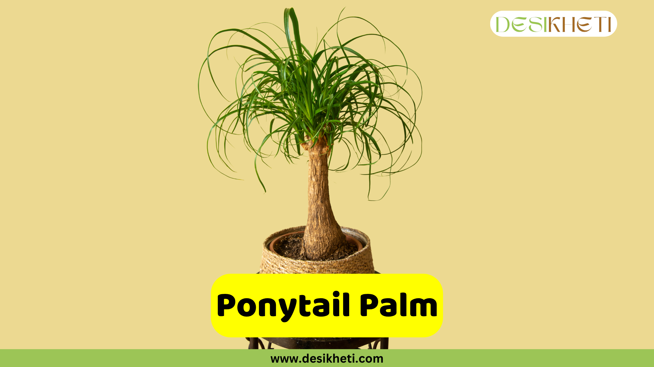 Ponytail Palm
A distinctive Ponytail Palm (Beaucarnea recurvata) with its bulbous base and long, slender, arching green leaves forming a fountain-like top, potted in a woven brown planter. The plant is set against a plain beige background. The "DESIKHETI" logo is in the top right corner. A yellow banner near the bottom reads "Ponytail Palm" with "www.desikheti.com" below it.