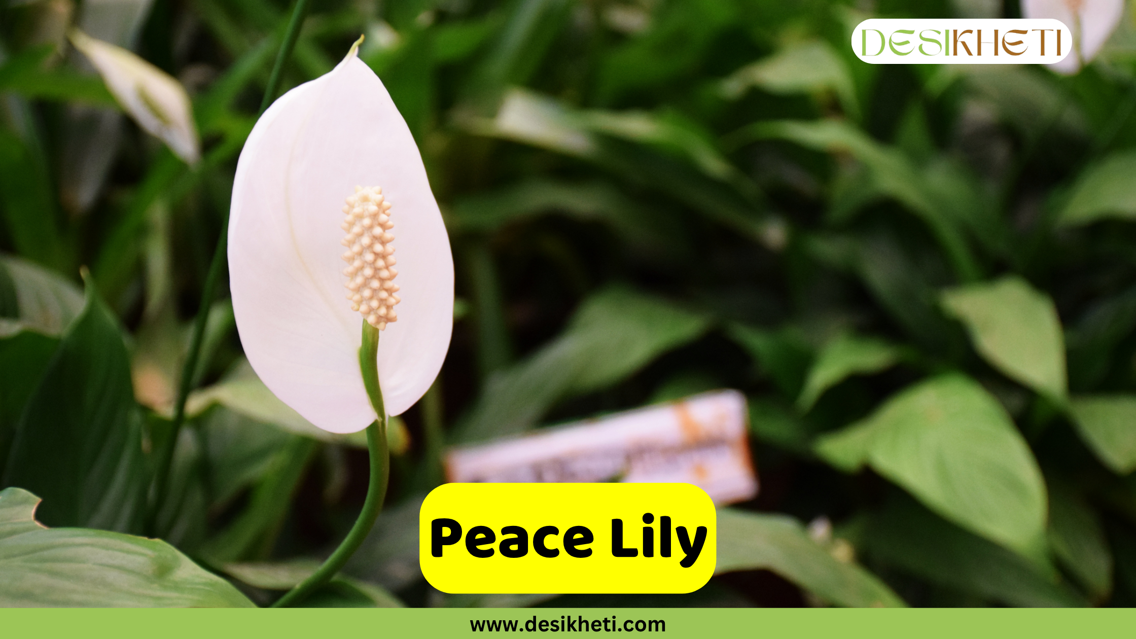 Peace Lily
A striking Peace Lily (Spathiphyllum) with a prominent white spathe surrounding a creamy yellow spadix, set against a blurred background of deep green foliage. The "DESIKHETI" logo is in the top right corner. A yellow banner near the bottom reads "Peace Lily" with "www.desikheti.com" below it.