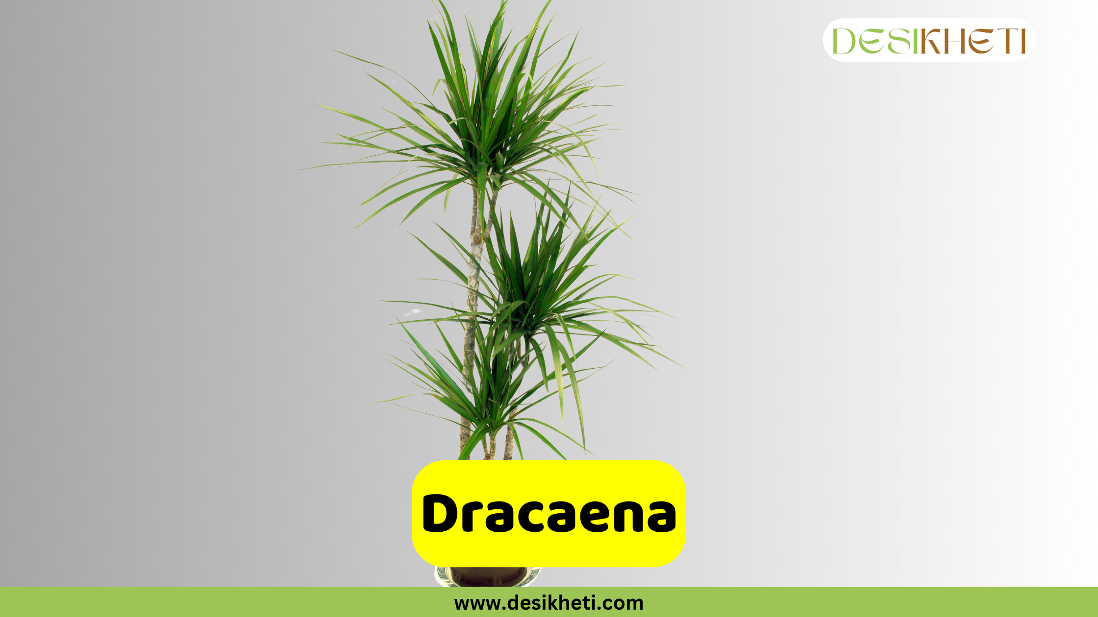 Dracaena
A tall Dracaena marginata plant featuring multiple slender stems with spiky, green leaves at the top, presented in a dark pot against a light grey background. The "DESIKHETI" logo is visible in the top right corner. A yellow banner near the bottom reads "Dracaena" with "www.desikheti.com" displayed beneath it.