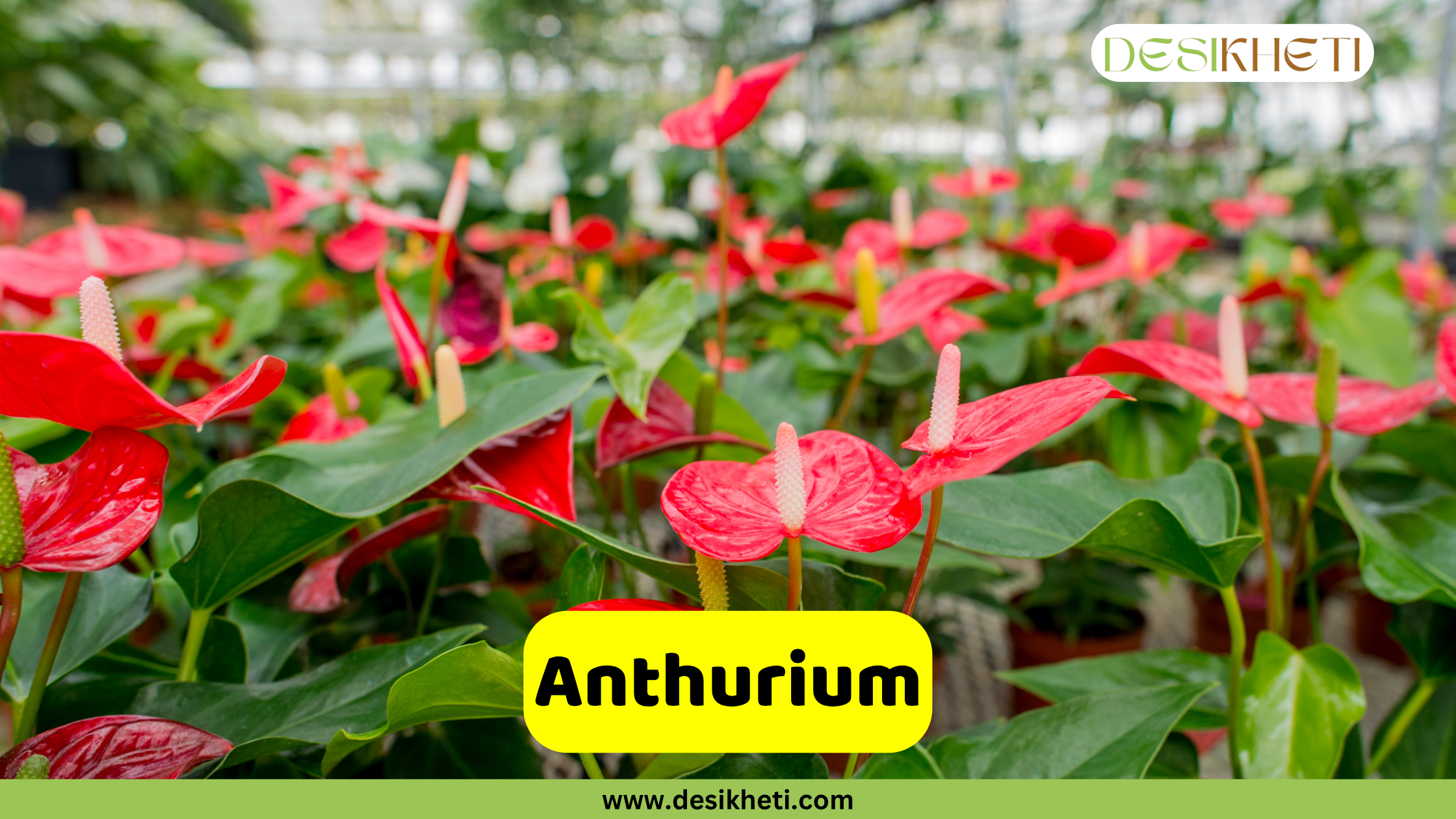 Anthurium
A vibrant field of Anthurium plants, characterized by their glossy, heart-shaped red spathes and prominent white or yellow spadices, surrounded by dark green leaves. The "DESIKHETI" logo is visible in the top right corner. A yellow banner near the bottom reads "Anthurium" with "www.desikheti.com" displayed beneath it.