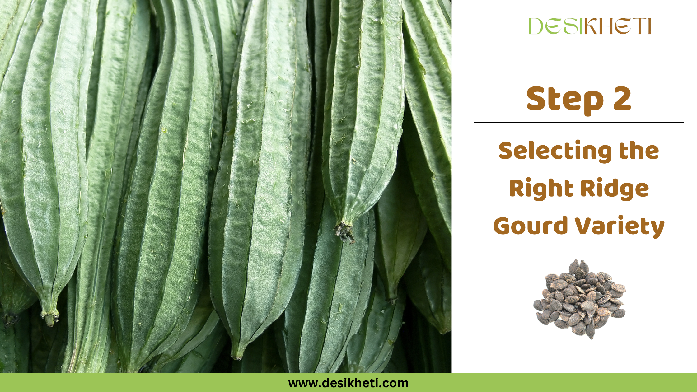 Step 2: Selecting the Right Ridge Gourd Variety. Step 2: Selecting the Right Ridge Gourd Variety. A close-up of fresh ridge gourds serves as the background, with a circular inset displaying ridge gourd seeds. The "DESIKHETI" logo is visible at the top right, and the website address "www.desikheti.com" is at the bottom.