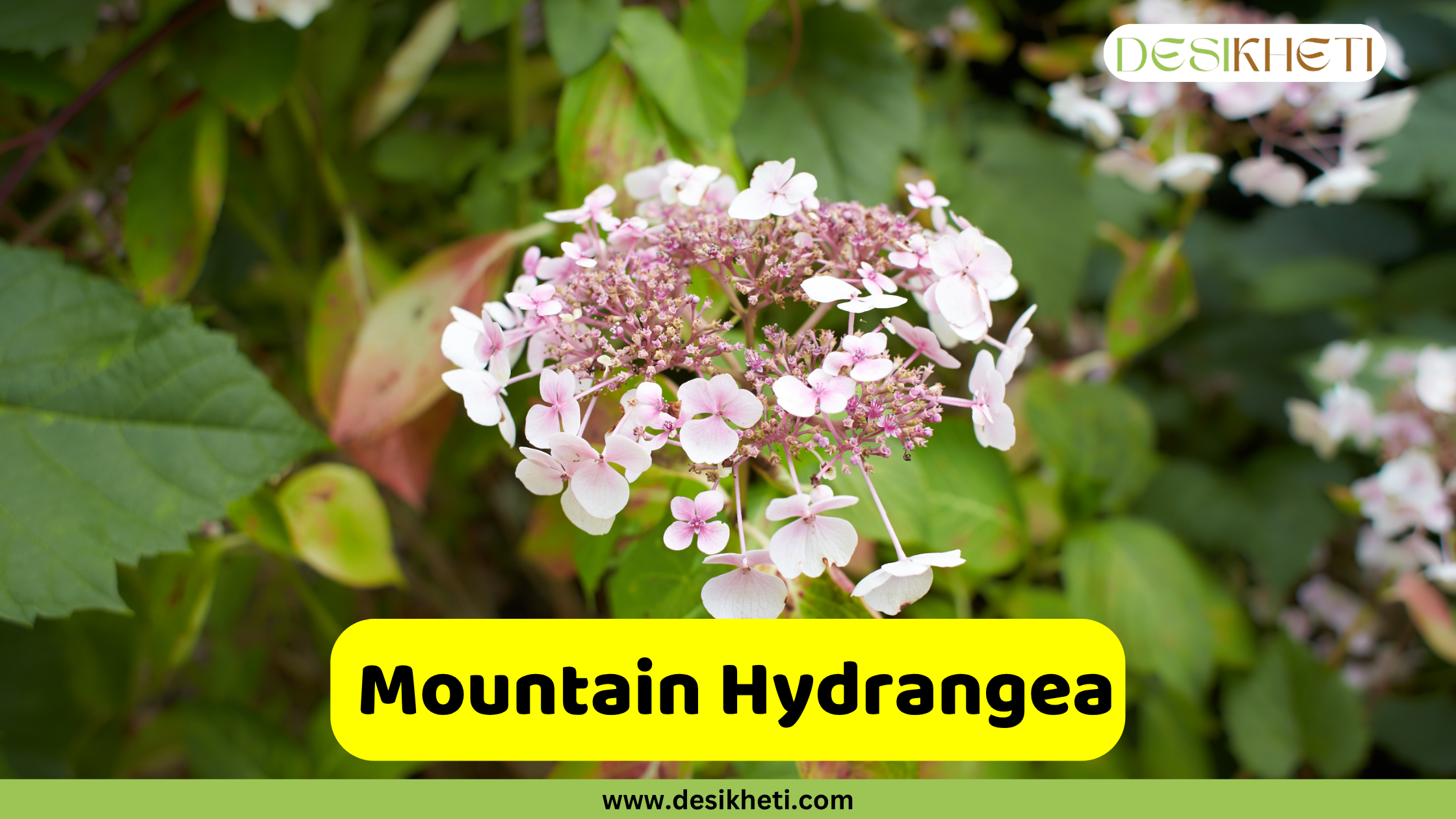 A close-up of a pink and white Mountain Hydrangea bloom with green leaves in the background. A yellow banner across the bottom reads "Mountain Hydrangea" and the website "www.desikheti.com" is at the very bottom. The "DESIKHETI" logo is in the top right corner.