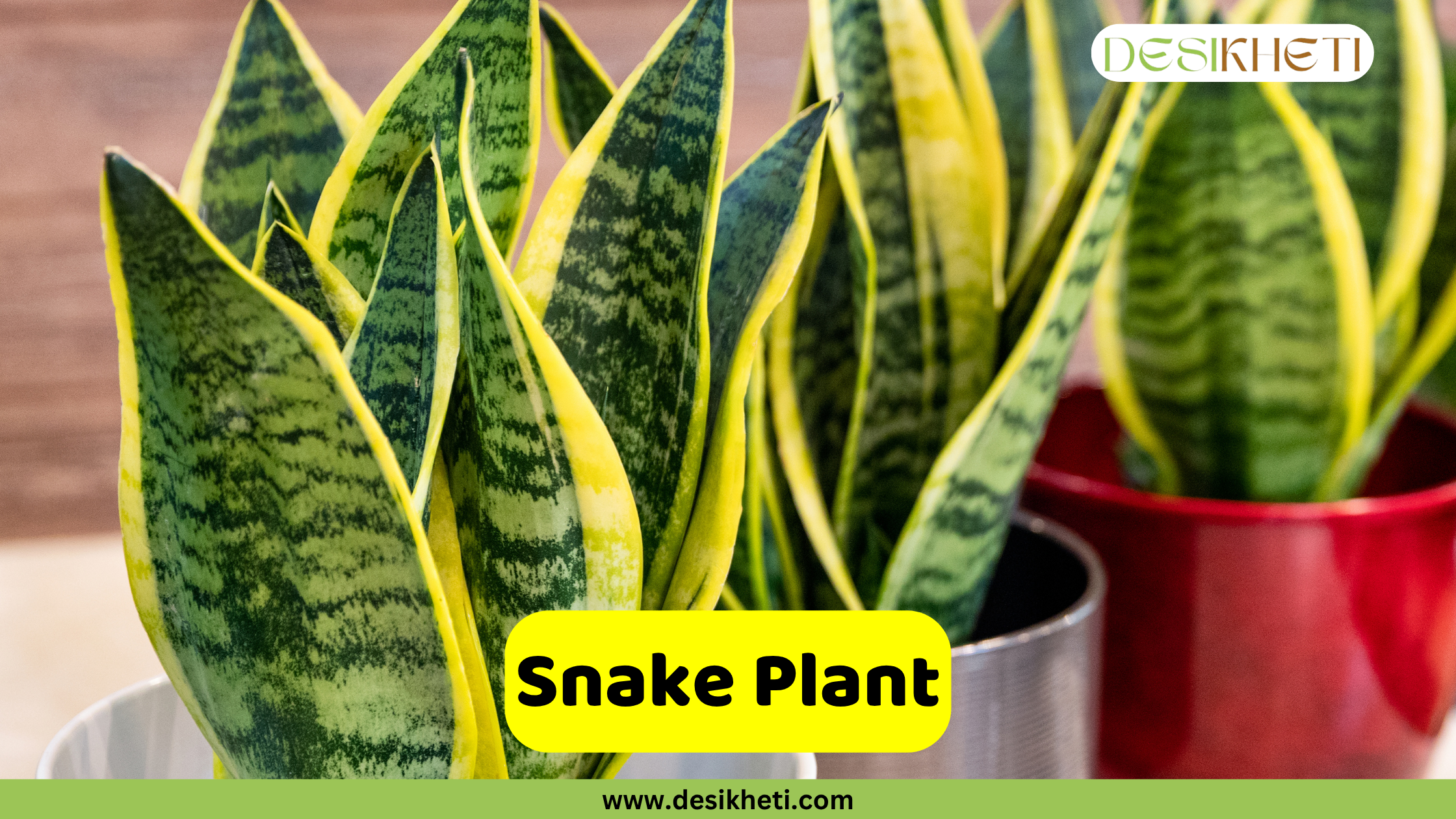 snake plants
Close-up view of several snake plants (Sansevieria trifasciata) with distinctive green and yellow variegated leaves, potted in various containers including a silver pot in the foreground and a red pot in the background. The "DESIKHETI" logo is visible in the top right corner. A yellow banner in the lower center reads "Snake Plant" with "www.desikheti.com" below it.