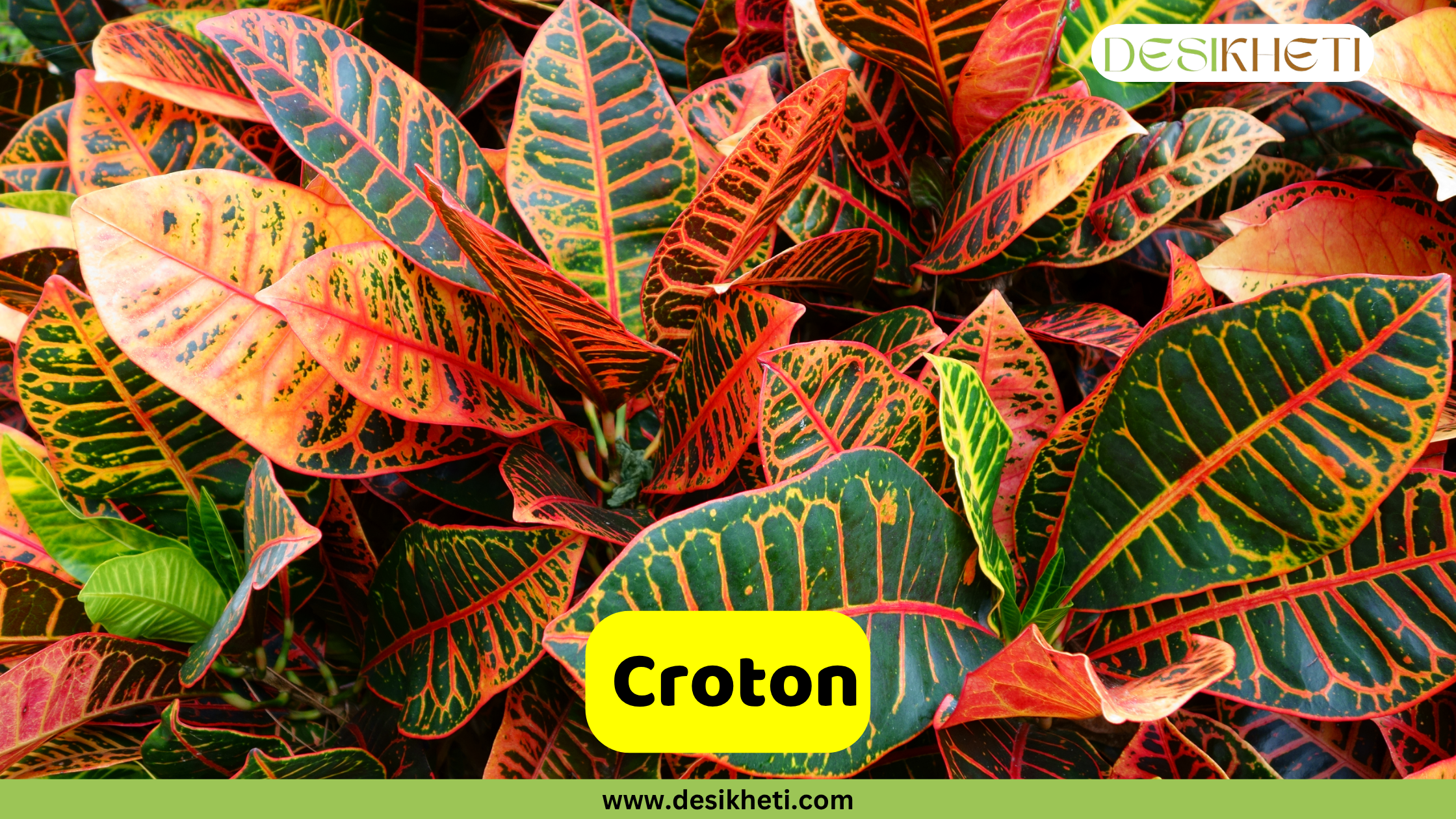 Croton
A dense cluster of Croton plant leaves, showcasing their striking variegation with shades of green, red, orange, and yellow, and prominent veining. The "DESIKHETI" logo is visible in the top right corner. A yellow banner near the bottom reads "Croton" with "www.desikheti.com" displayed beneath it.