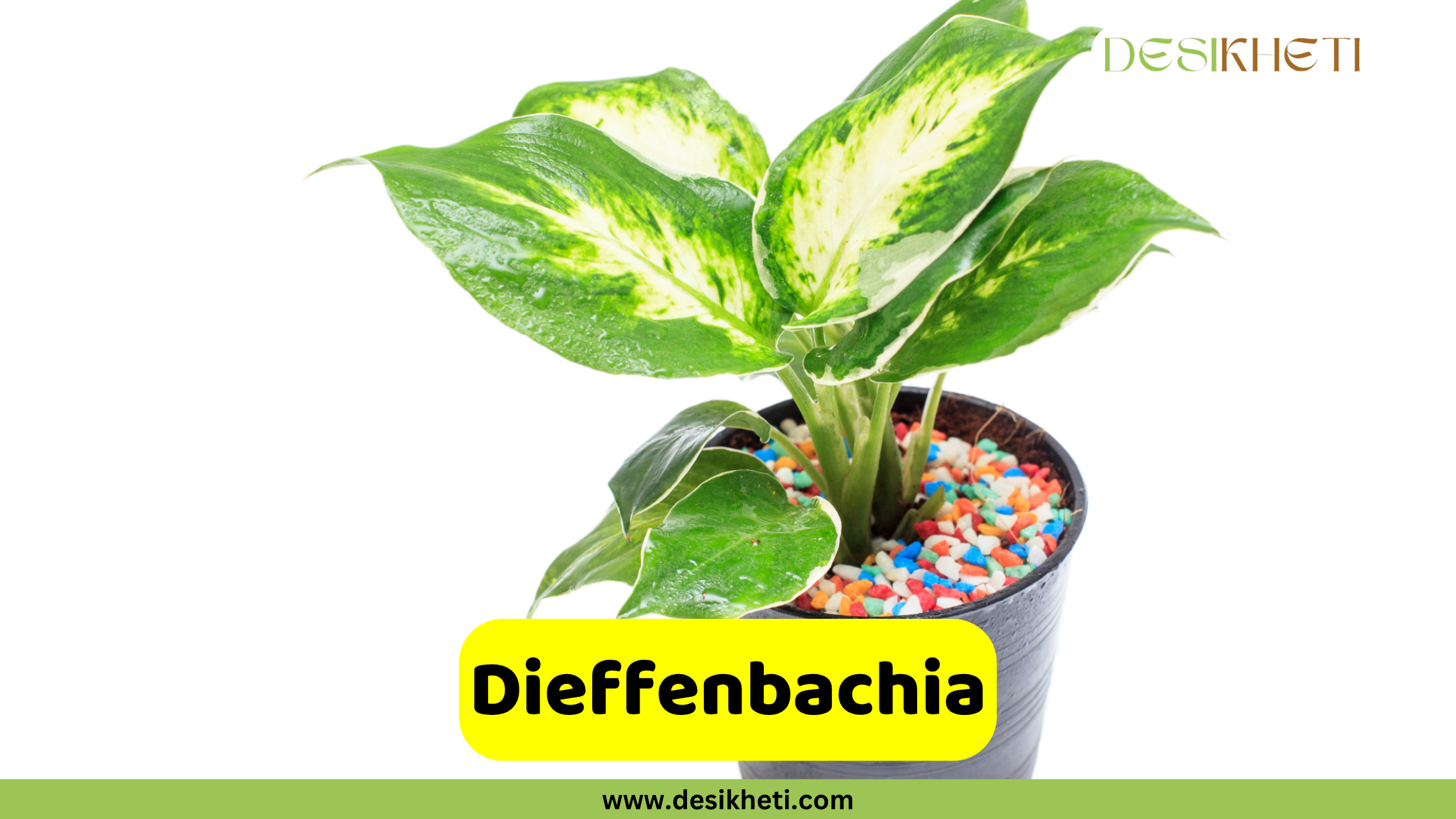 Dieffenbachia
A vibrant Dieffenbachia plant with large, variegated green and white leaves, potted in a dark container filled with colorful decorative pebbles. The plant is set against a bright white background. The "DESIKHETI" logo is in the top right corner. A yellow banner near the bottom reads "Dieffenbachia" with "www.desikheti.com" below it.