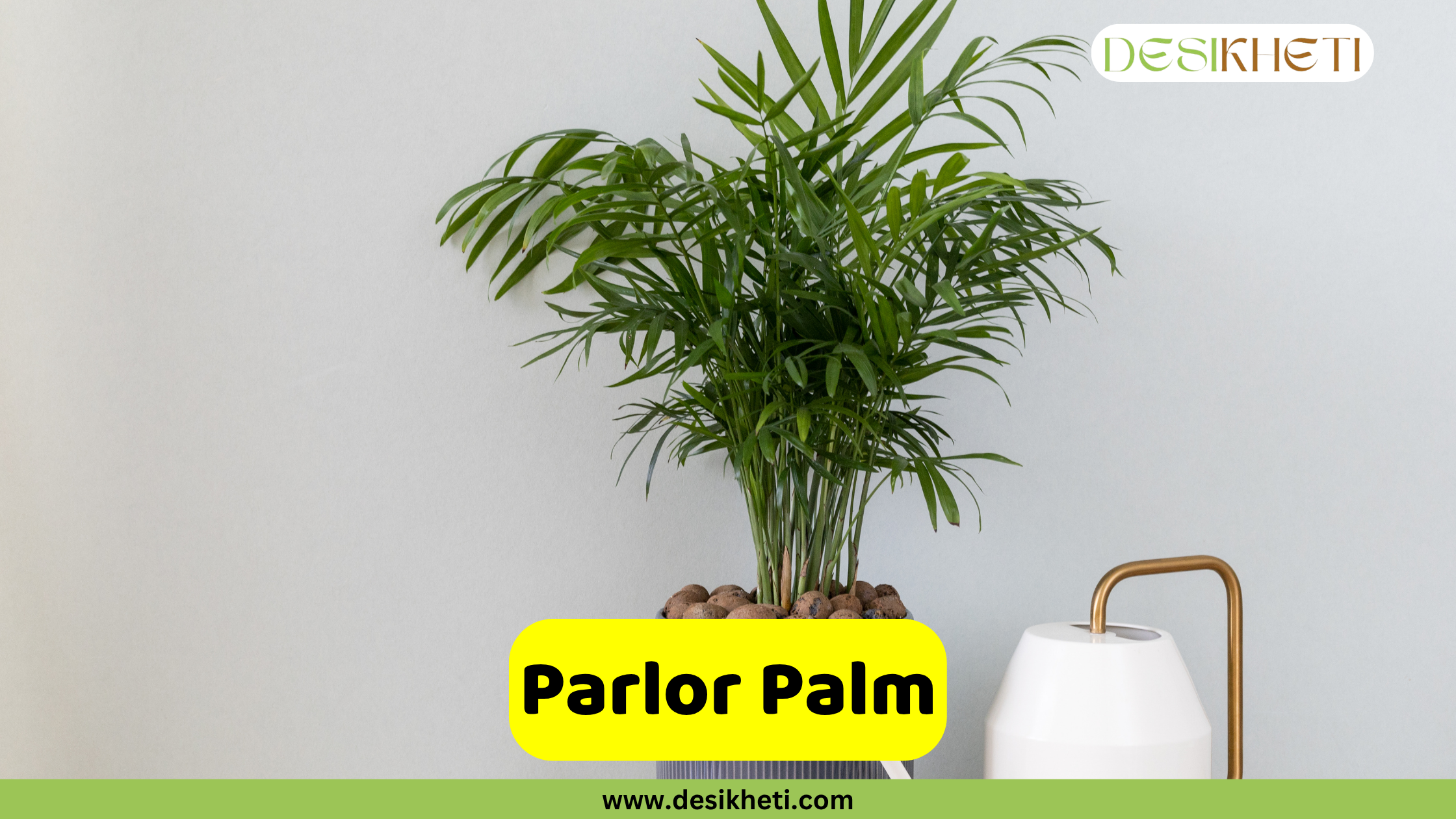 Parlor Palm
A lush Parlor Palm (Chamaedorea elegans) with slender, arching green fronds, potted in a dark container topped with decorative brown stones. The plant is placed on a surface next to a white and gold desk lamp, against a light grey wall. The "DESIKHETI" logo is visible in the top right corner. A yellow banner near the bottom reads "Parlor Palm" with "www.desikheti.com" displayed beneath it.