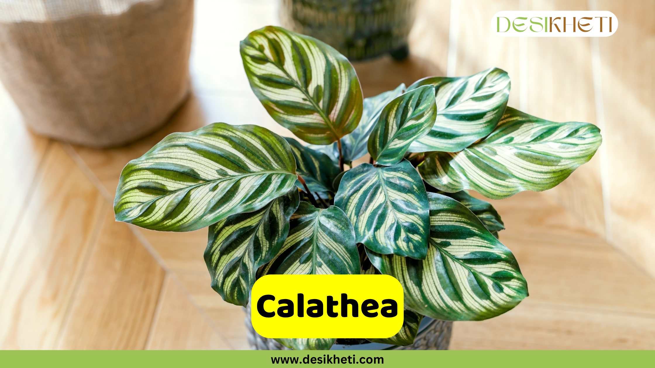 Calathea
A striking Calathea plant, showcasing its distinctive oval leaves with intricate patterns of dark green and light green stripes, and a reddish-purple underside. The plant is in a pot on a light wooden floor, with blurred out-of-focus pots in the background. The "DESIKHETI" logo is visible in the top right corner. A yellow banner near the bottom reads "Calathea" with "www.desikheti.com" displayed beneath it.