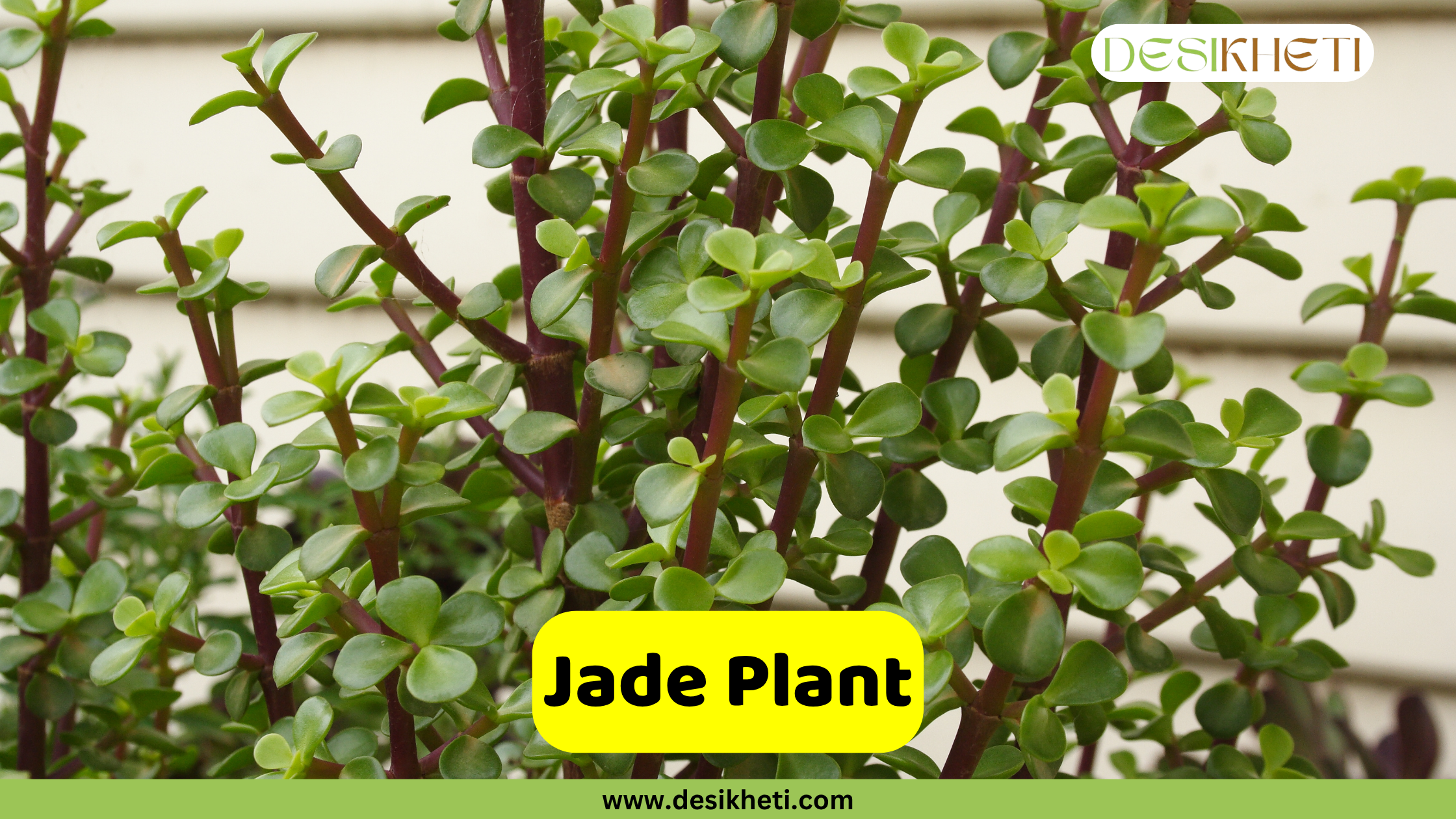 Jade Plant
A close-up view of a vibrant Jade Plant (Crassula ovata) with its characteristic thick, oval, glossy green leaves growing on reddish-brown stems, creating a dense foliage. The "DESIKHETI" logo is visible in the top right corner. A yellow banner near the bottom reads "Jade Plant" with "www.desikheti.com" displayed beneath it.