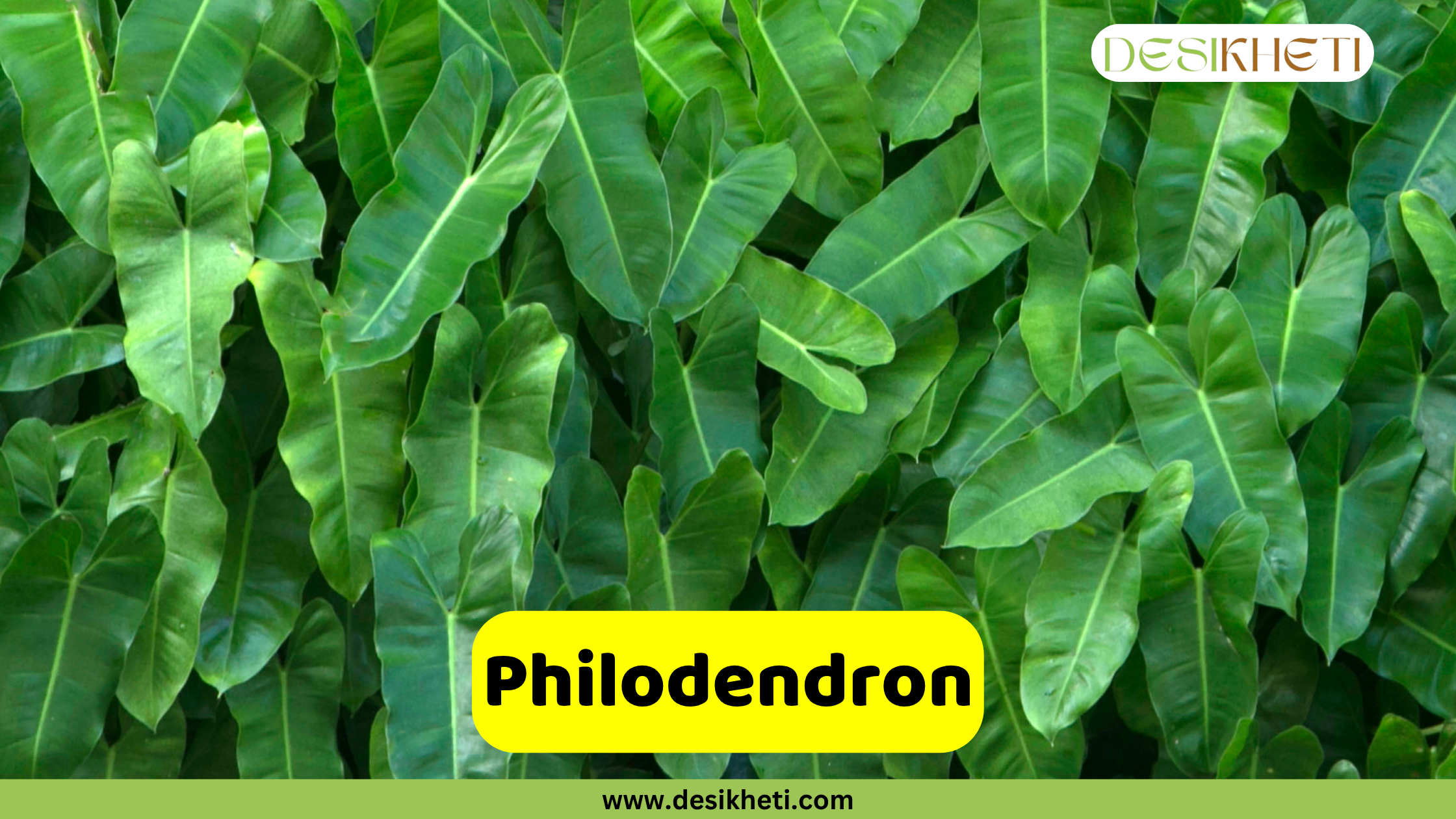 Philodendron
A dense background of large, heart-shaped, glossy green leaves of a Philodendron plant, filling the frame. The "DESIKHETI" logo is in the top right corner. A yellow banner near the bottom reads "Philodendron" with "www.desikheti.com" below it.