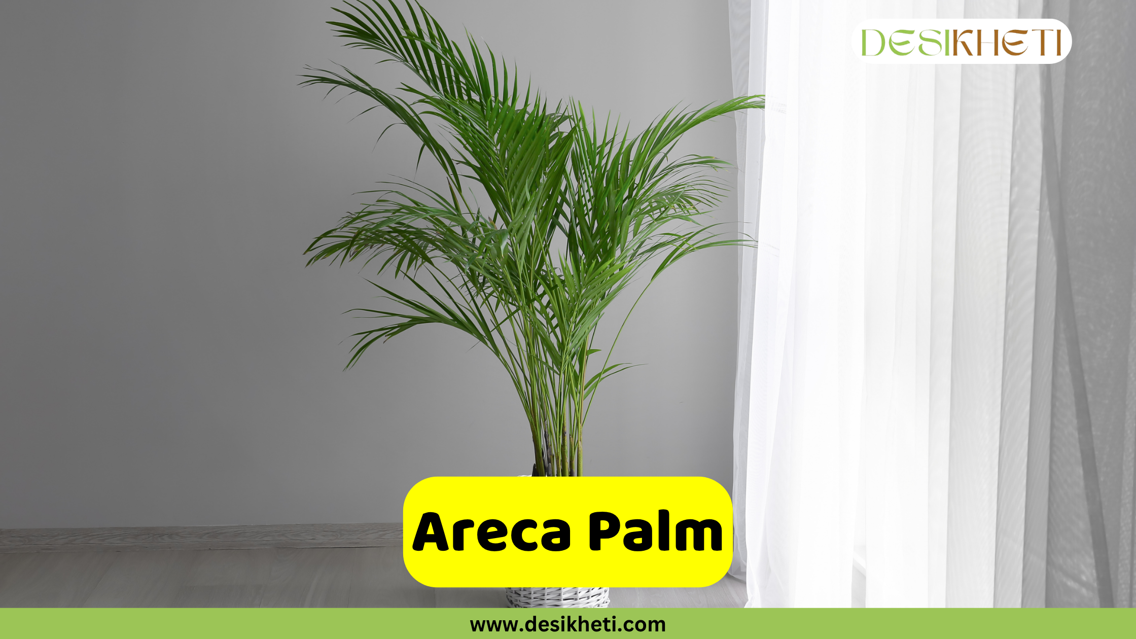 Areca Palm
A vibrant Areca Palm (Dypsis lutescens) with its feathery green fronds reaching upwards from a white woven pot, set against a light grey wall and a white curtain. The "DESIKHETI" logo is visible in the top right corner. A yellow banner near the bottom reads "Areca Palm" with "www.desikheti.com" displayed beneath it.