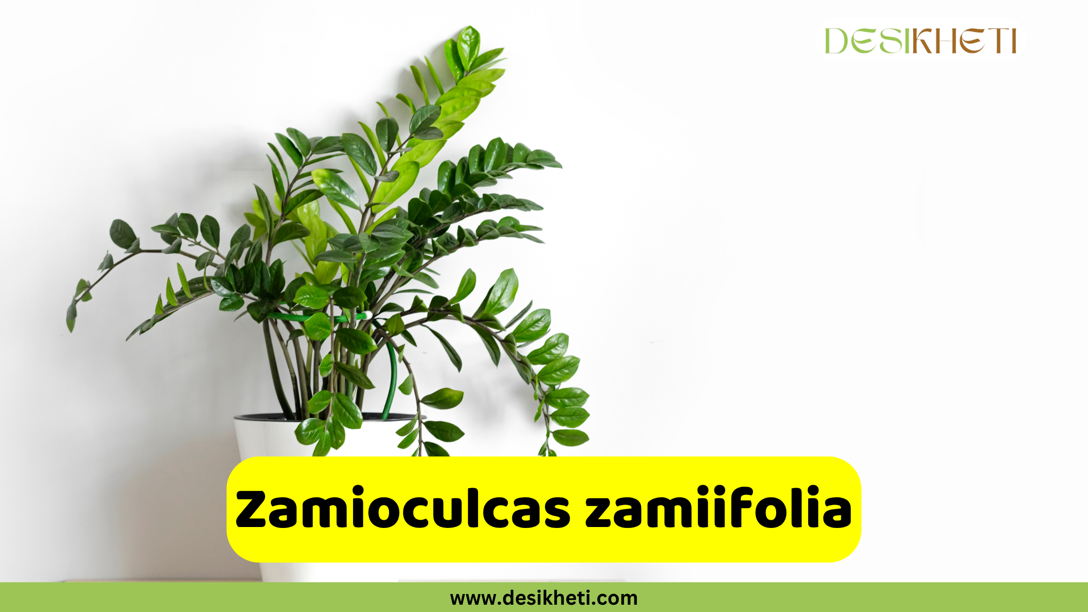 Zamioculcas zamiifolia
A vibrant green Zamioculcas zamiifolia (ZZ plant) in a white pot, positioned against a plain white background. The "DESIKHETI" logo is visible in the top right corner. A yellow banner near the bottom of the image reads "Zamioculcas zamiifolia" with "www.desikheti.com" displayed beneath it.
