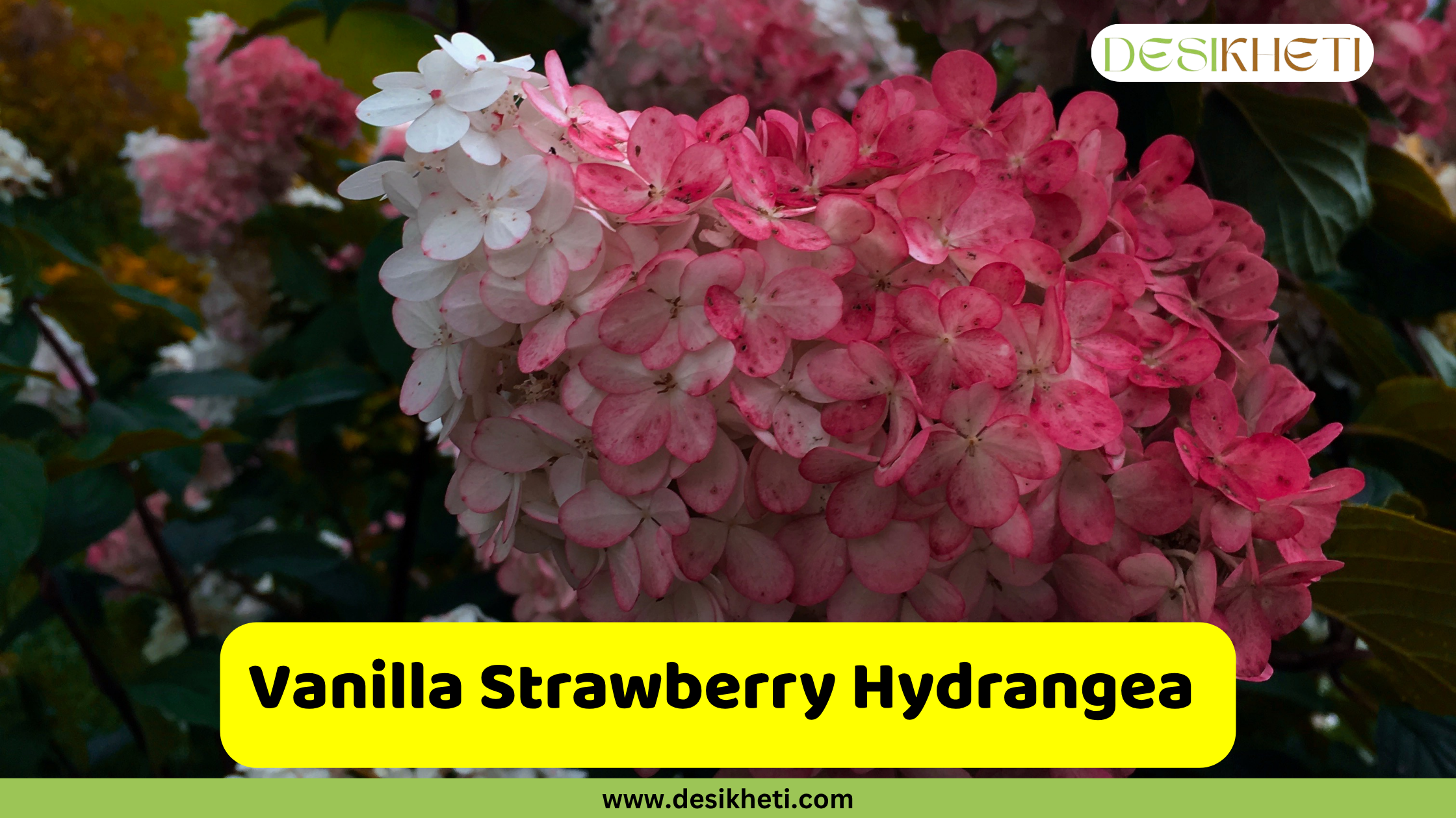 A close-up of a Vanilla Strawberry Hydrangea bloom, featuring a striking color gradient from white at the top to a rich pink and red at the bottom. Green foliage is blurred in the background. A yellow box with rounded corners in the foreground reads "Vanilla Strawberry Hydrangea," and "www.desikheti.com" is displayed below it. The Desikheti logo is visible in the top right corner.