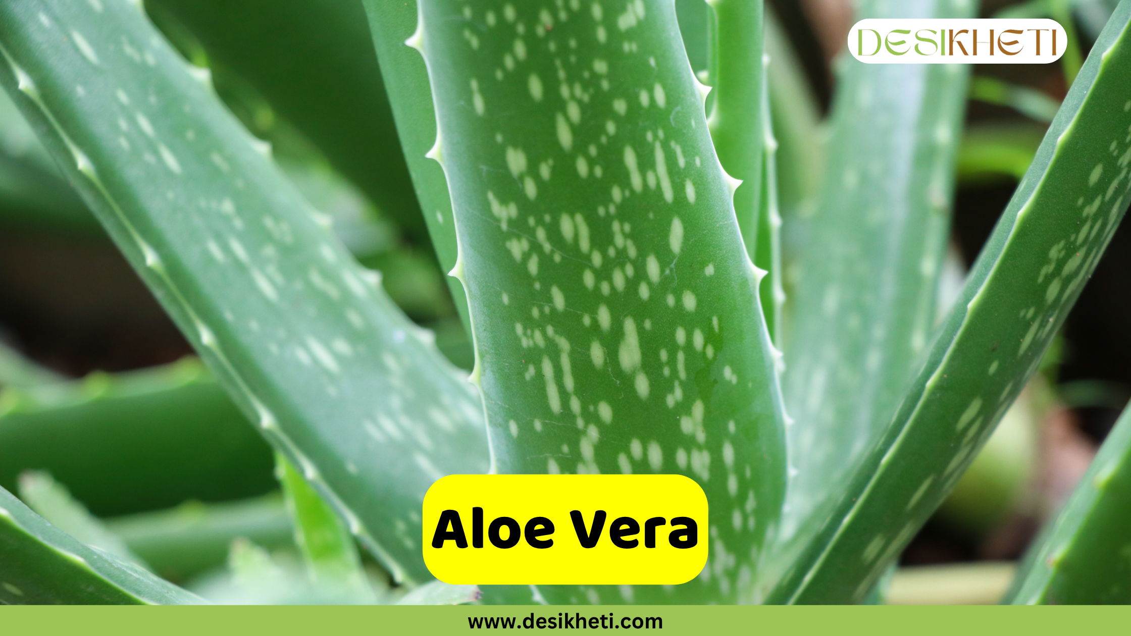 Aloe Vera
A close-up view of the thick, fleshy, spiky leaves of an Aloe Vera plant, characterized by light green coloration with white speckles. The "DESIKHETI" logo is in the upper right corner. A yellow banner at the bottom reads "Aloe Vera" with "www.desikheti.com" beneath it.